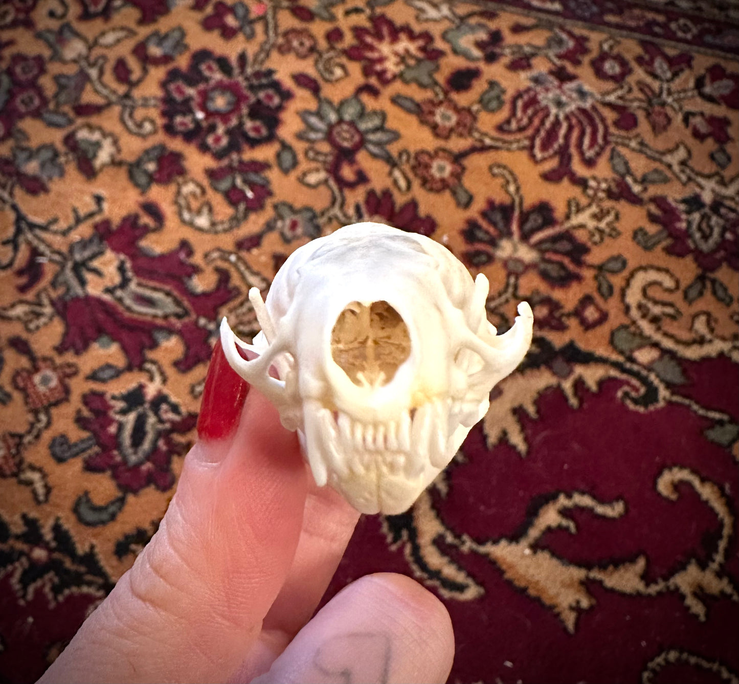 Marten skull