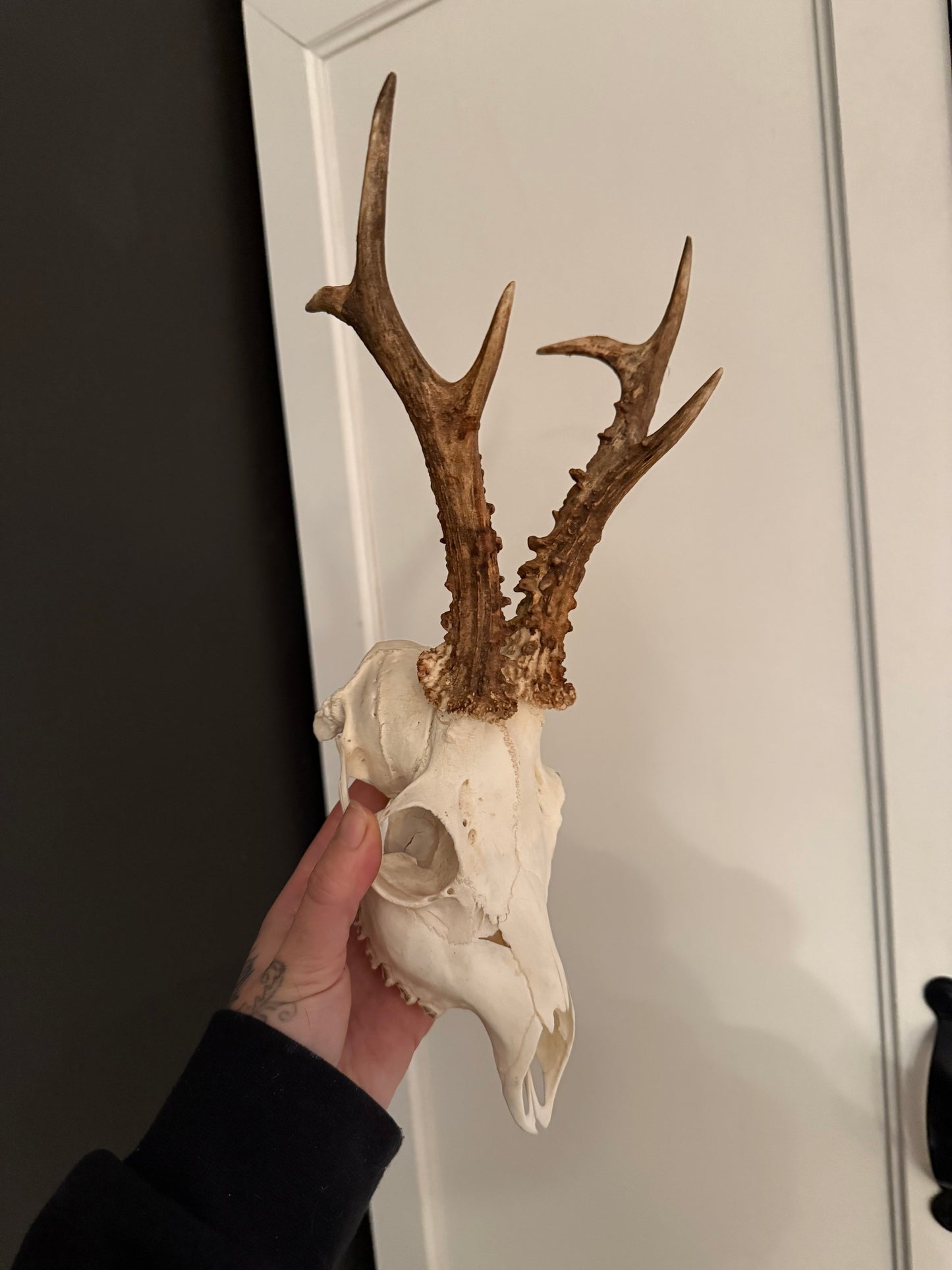 Roe deer skull