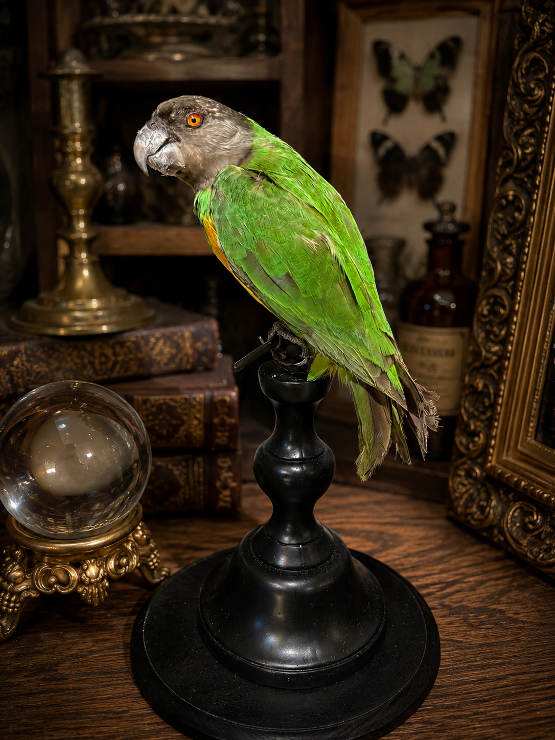 Parrot on stand