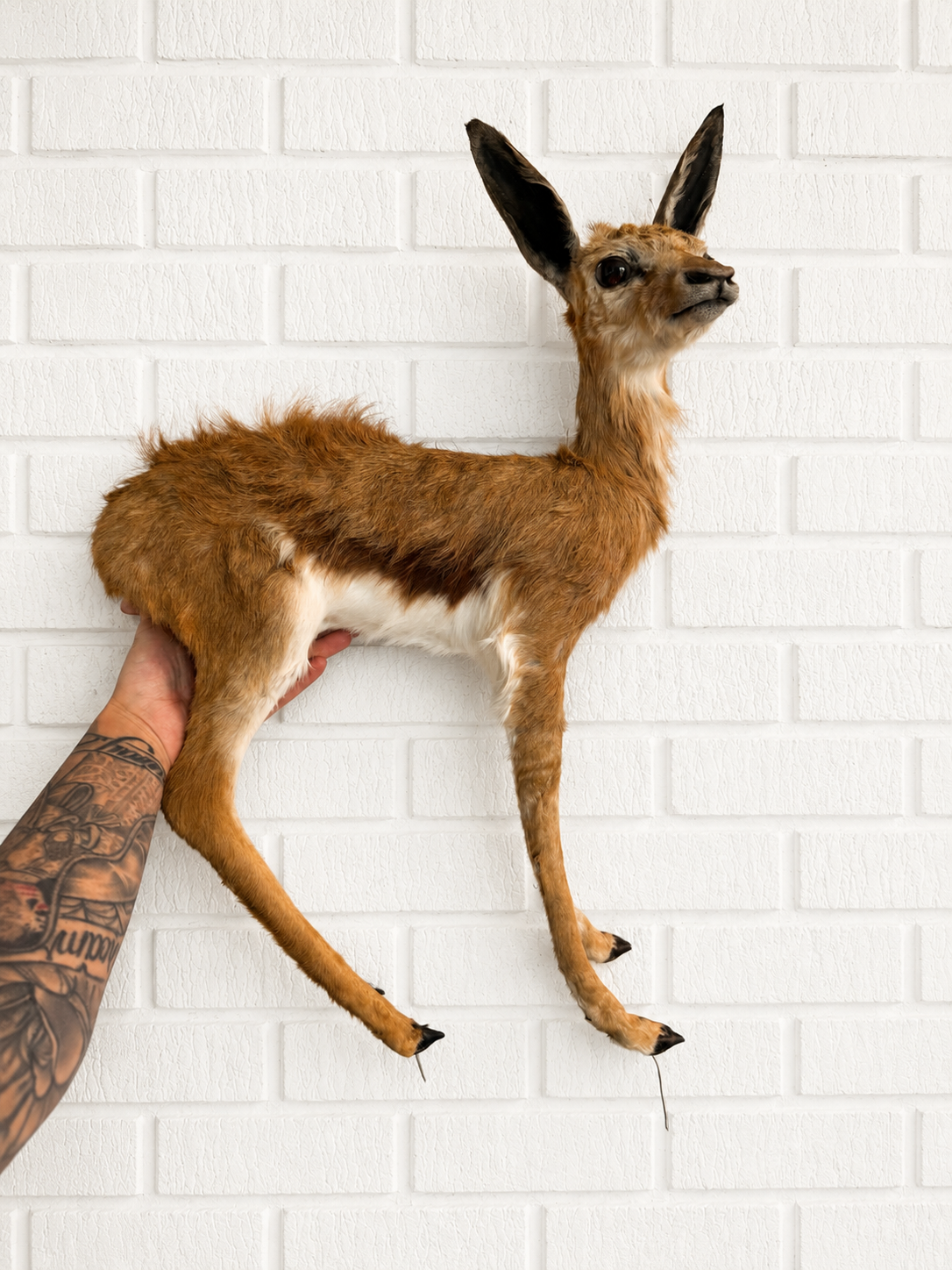 Taxidermy Juvenil antilope