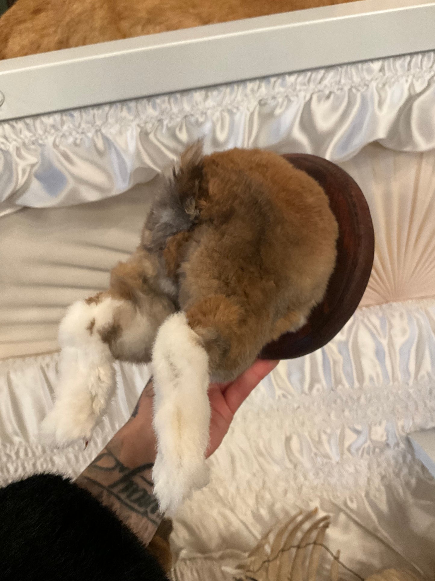 Rabbit bum Wall mount