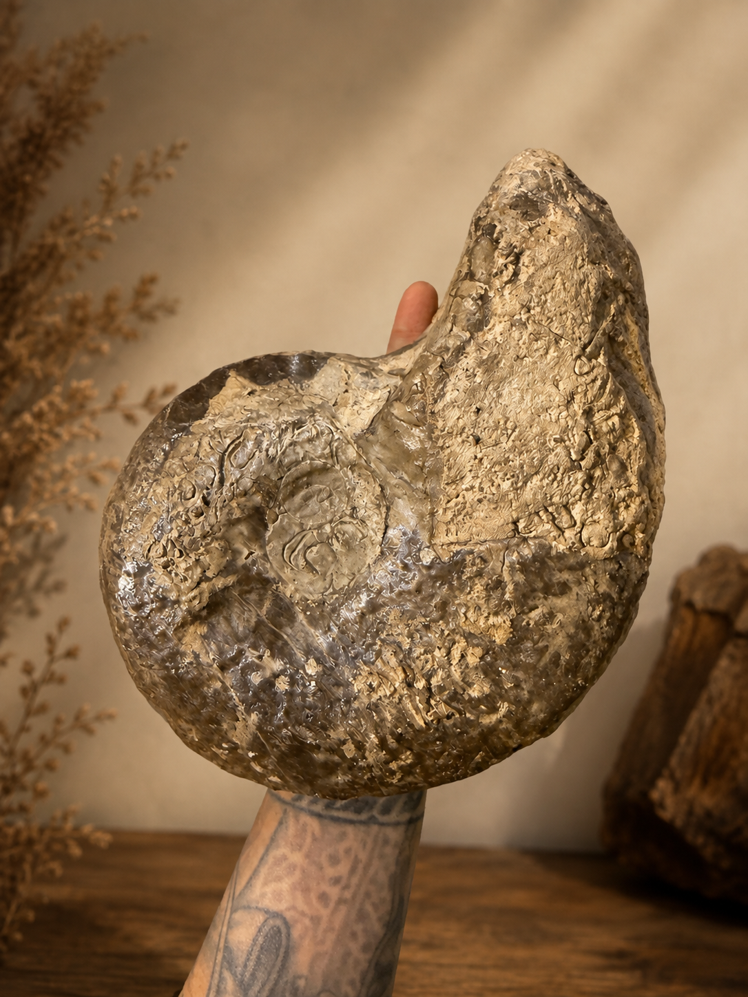 Large ammonite from Peru