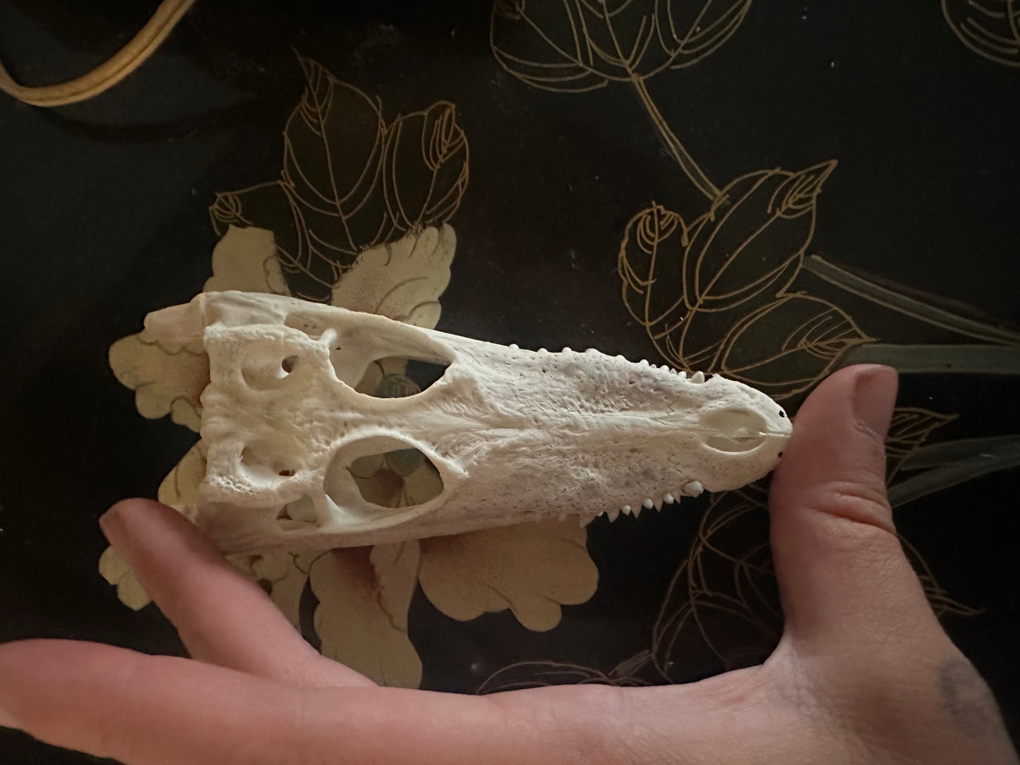 Juvenil crocodile skull