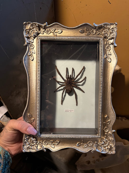 Tarentula shadow box