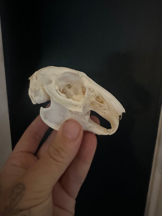 Rabbit skull
