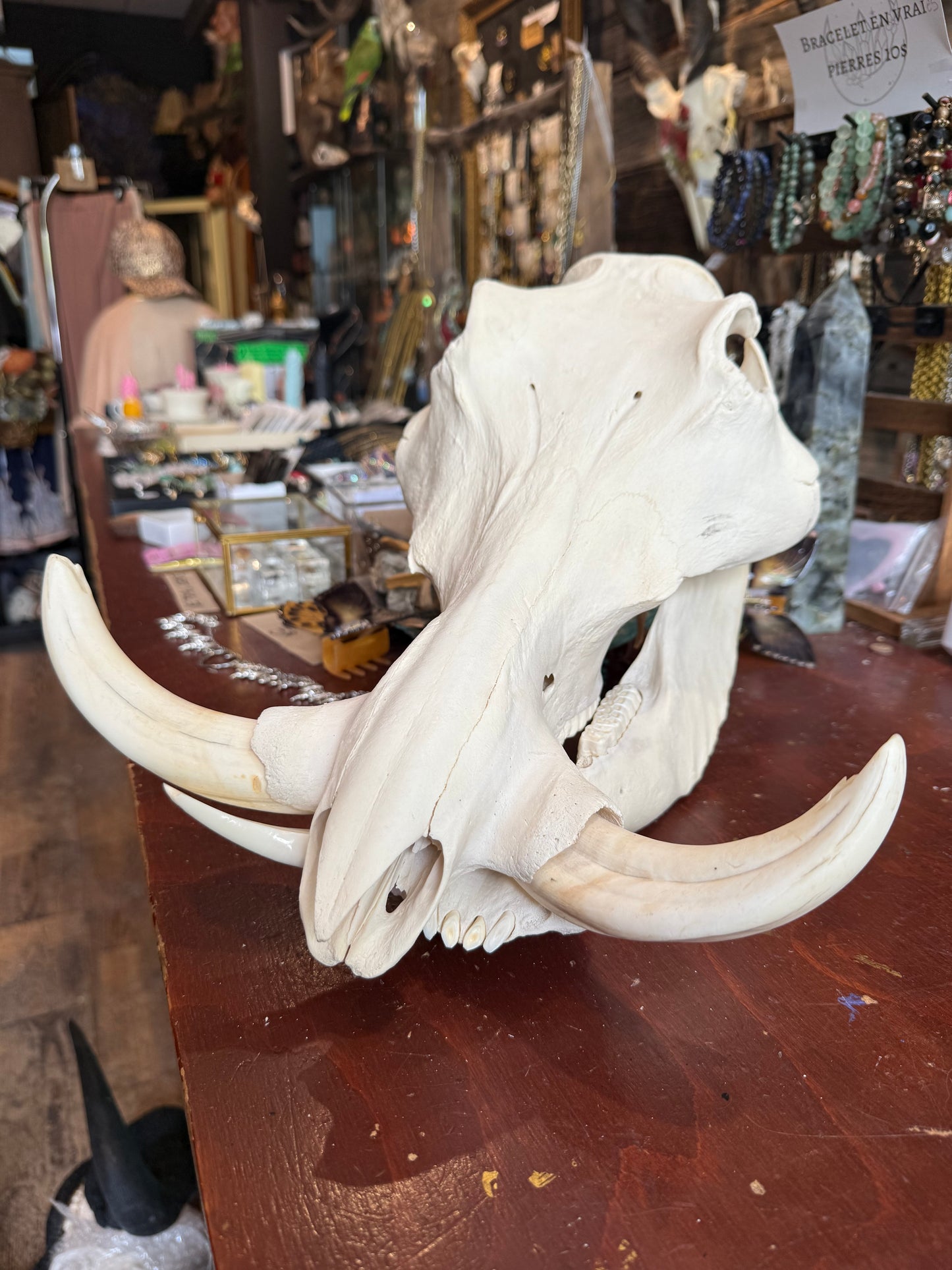 Large warthog skull