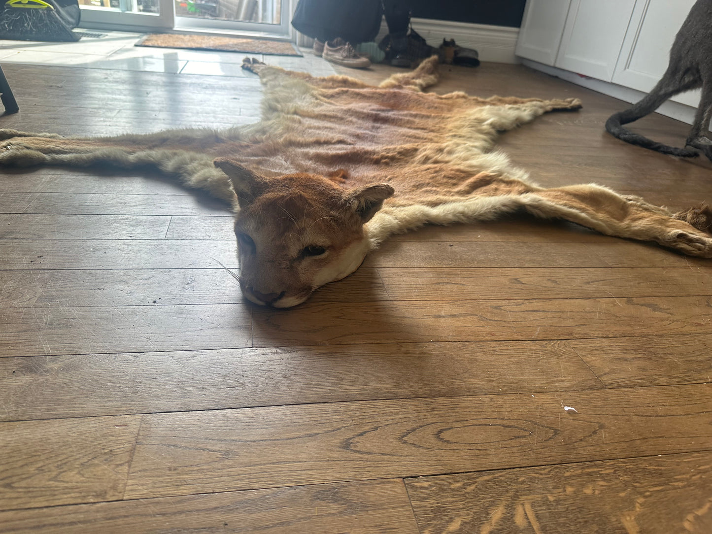 Cougar pelt