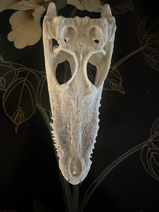 Juvenil crocodile skull