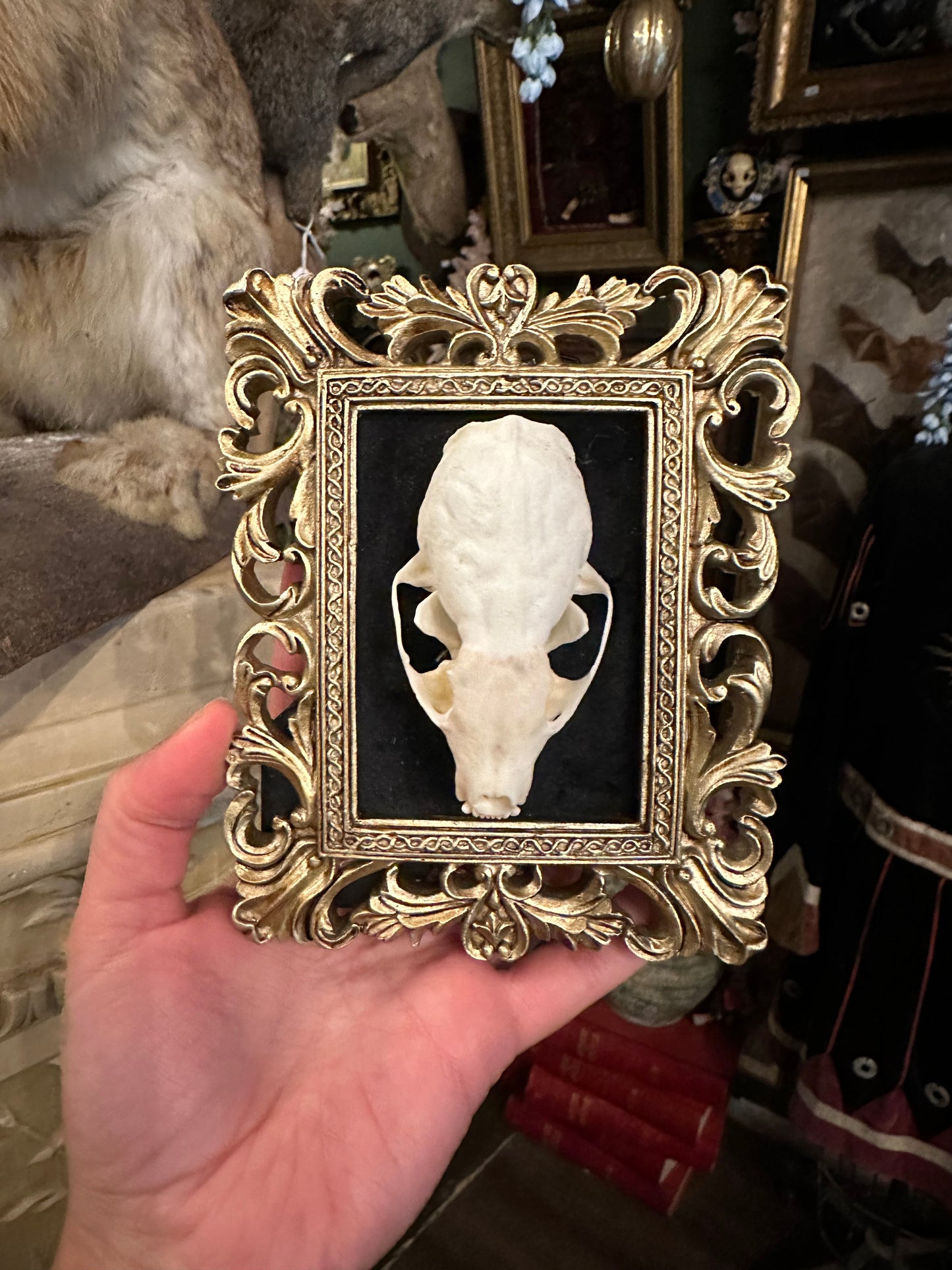 Marten skull frame