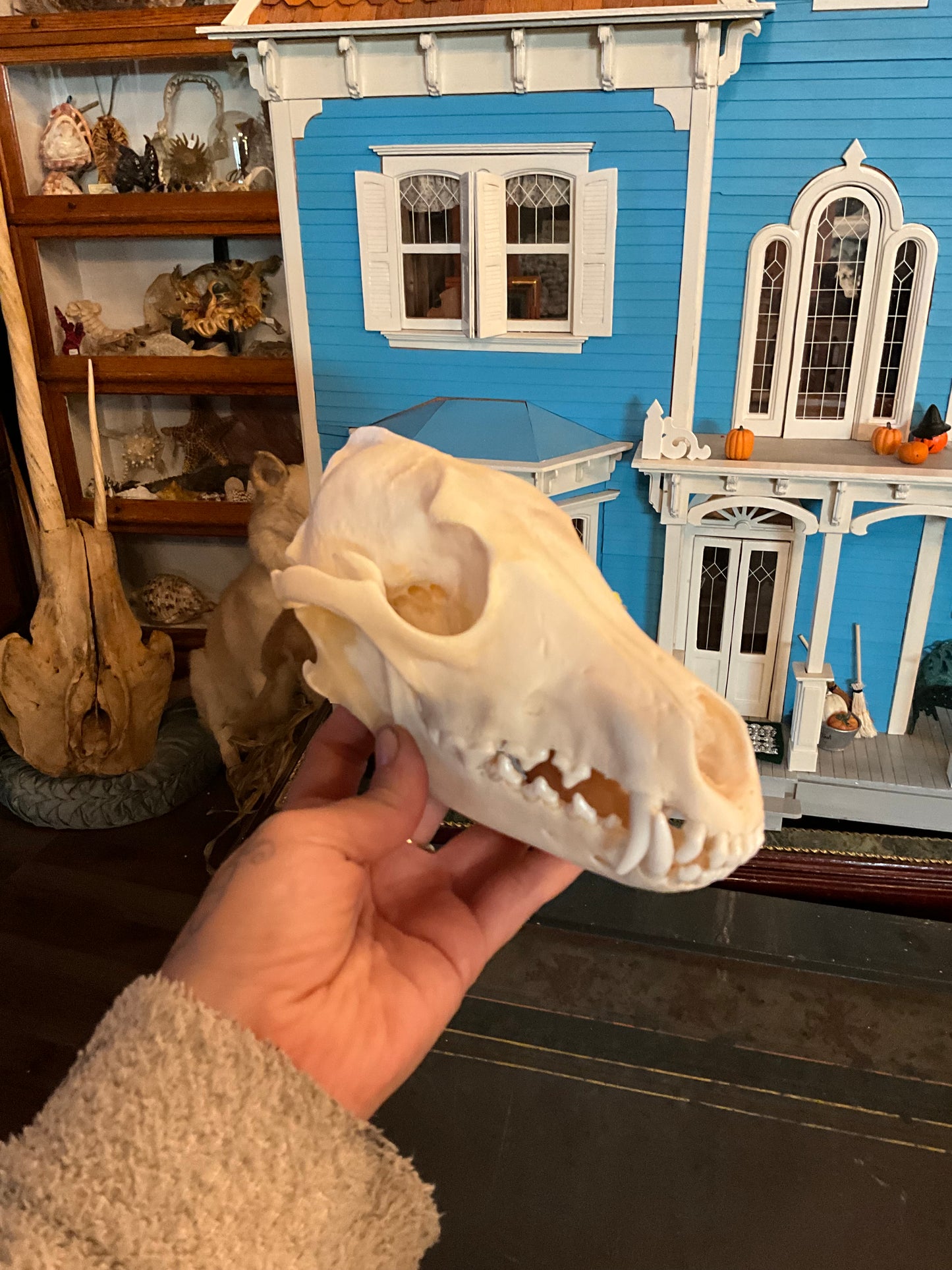 Coyote skull complete