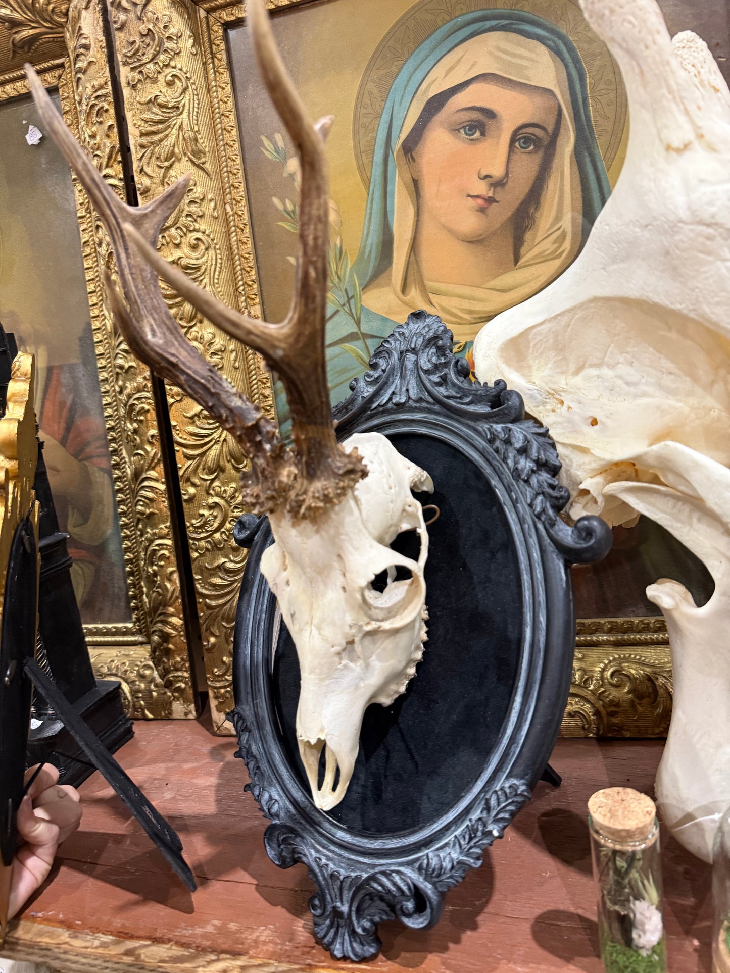 Roe deer skull in a frame