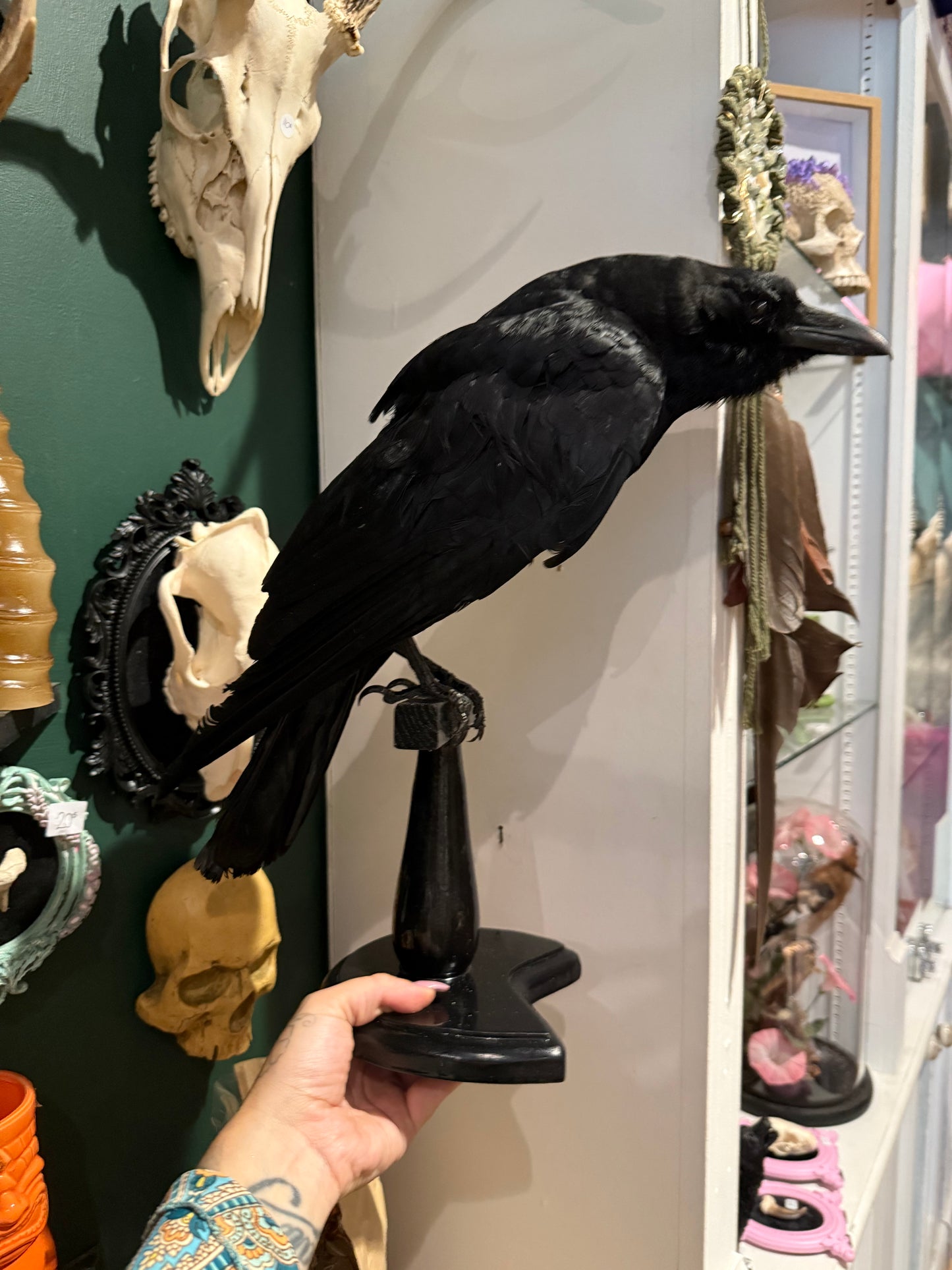 Taxidermy crow
