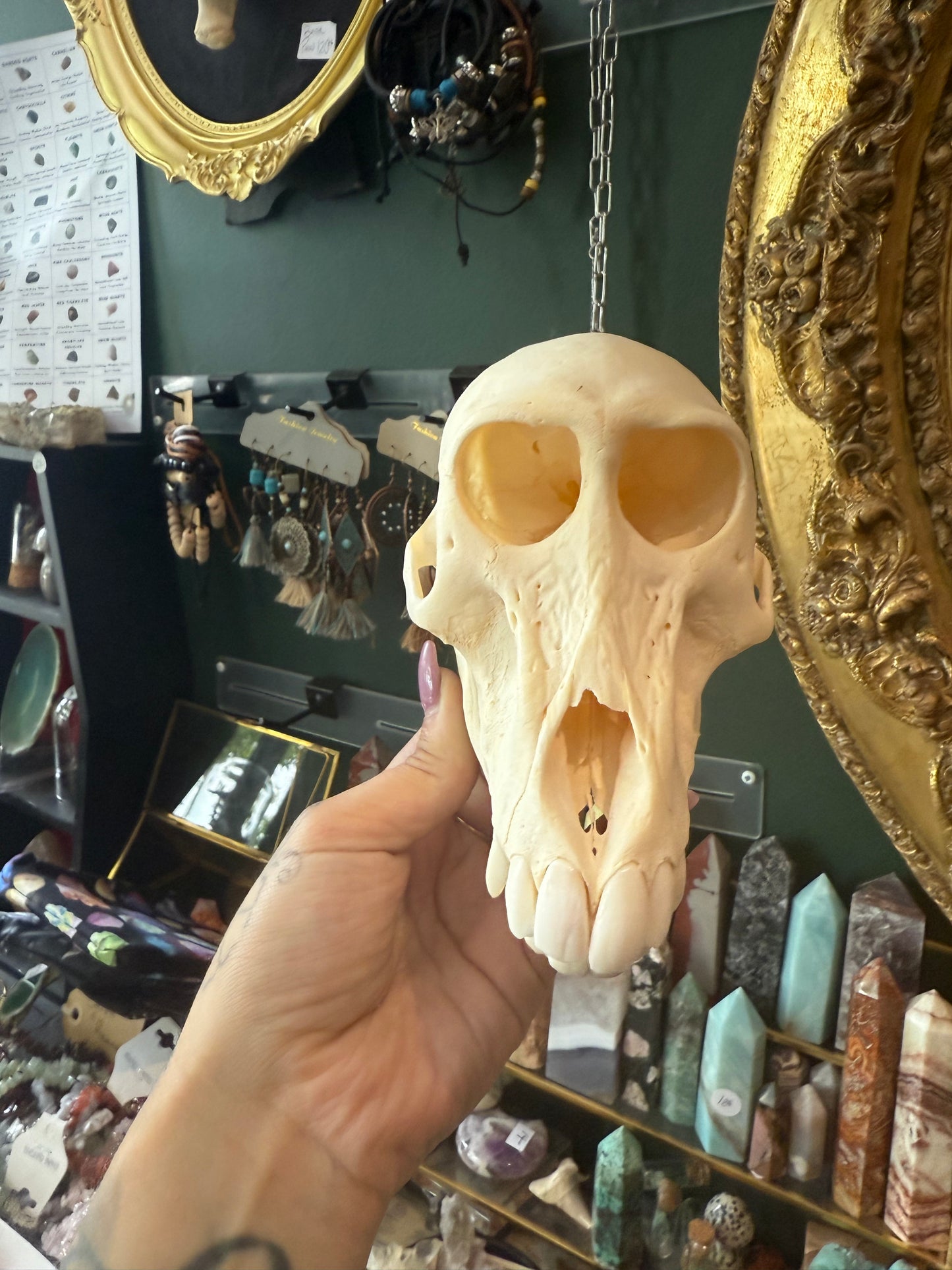 Female baboon skull