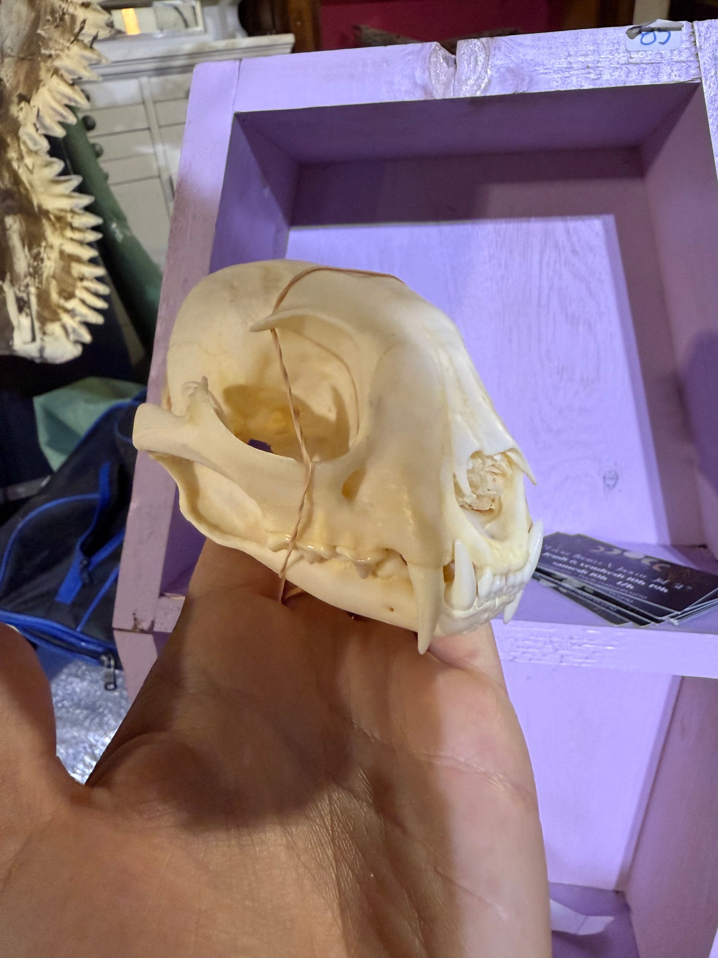 Lynx skull grade A