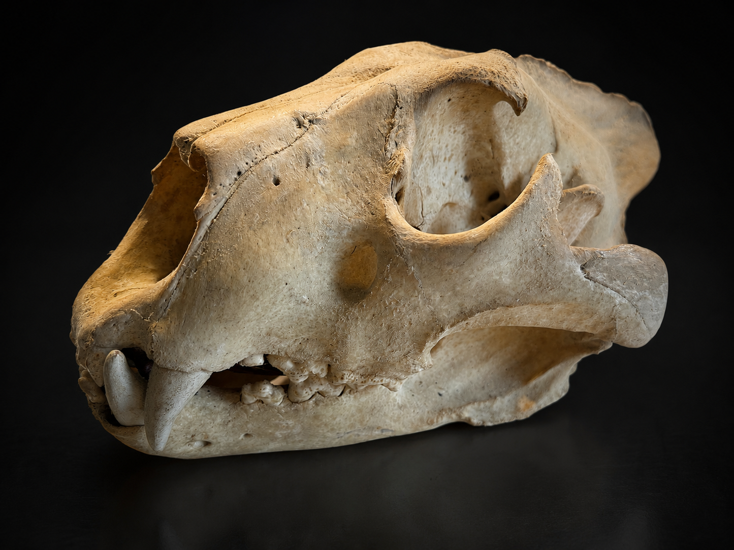 Antique large lion skull