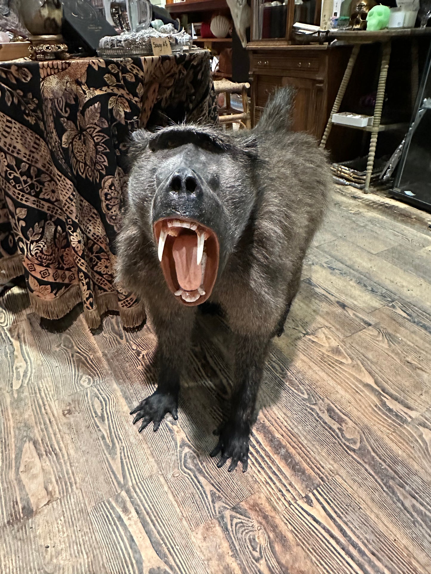 Full mount baboon taxidermy