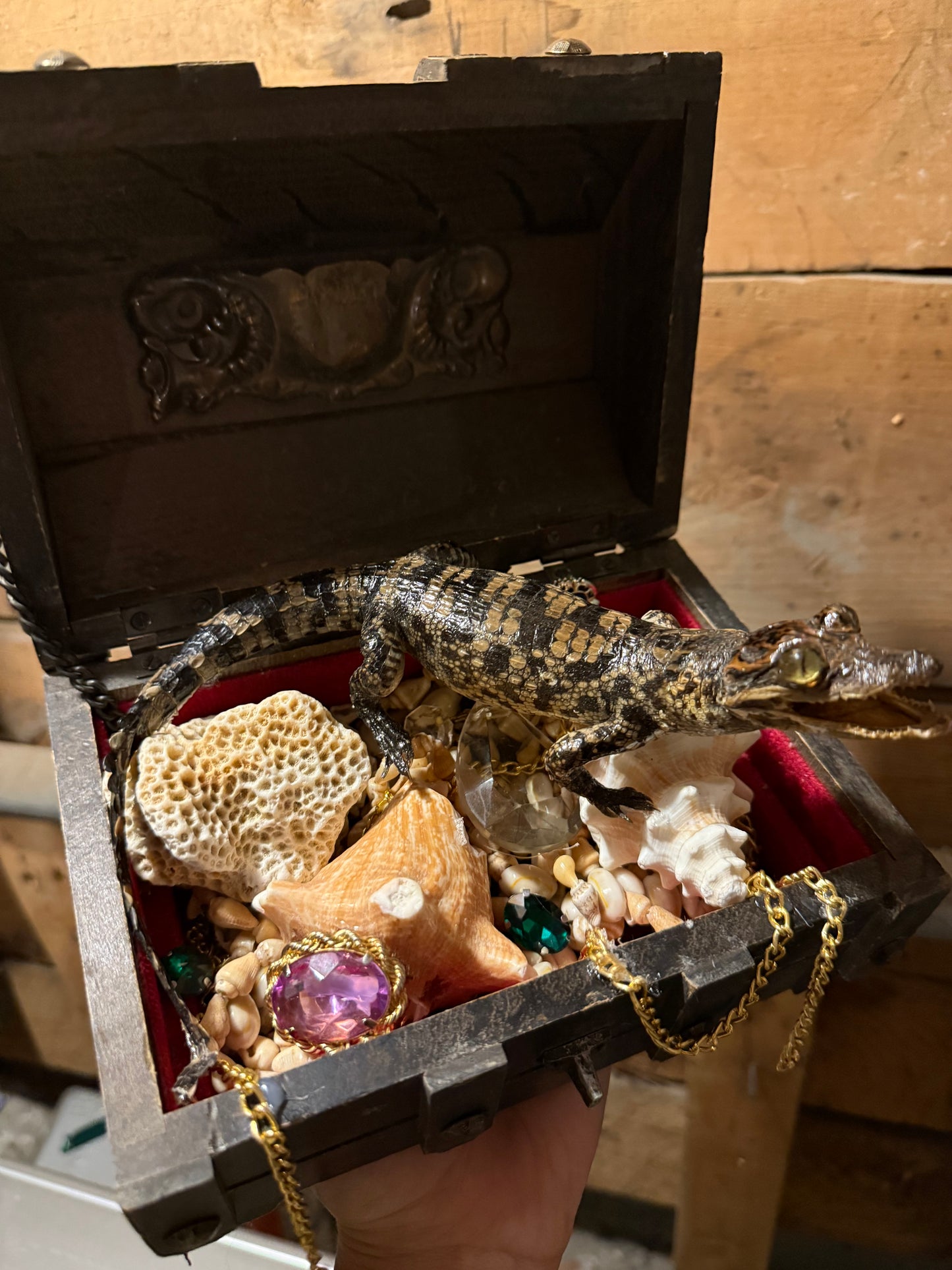 Treasure chest crocodile