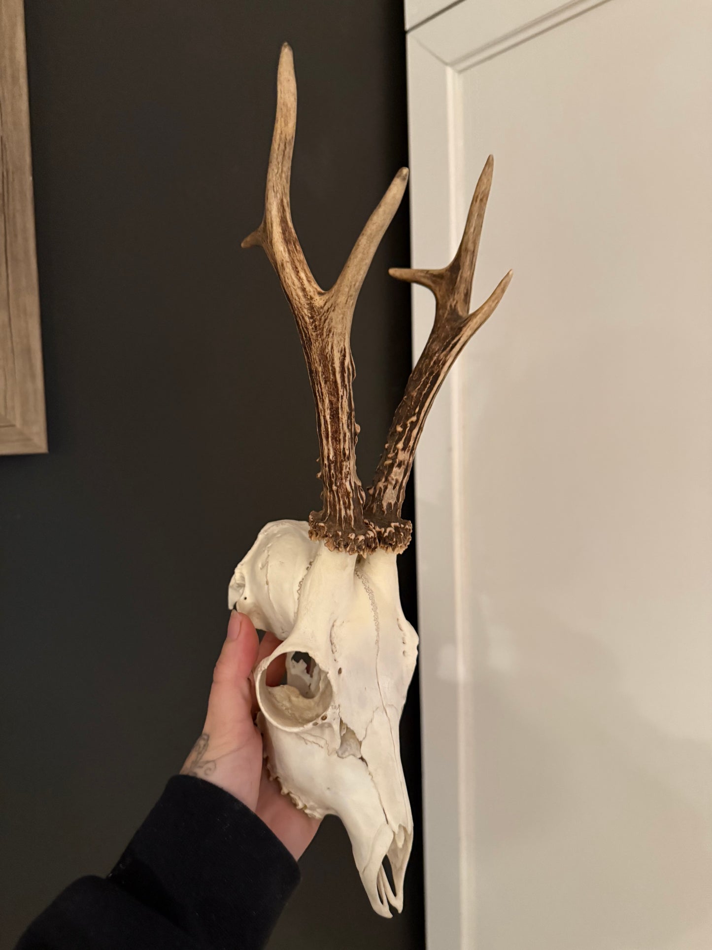 Roe deer skull
