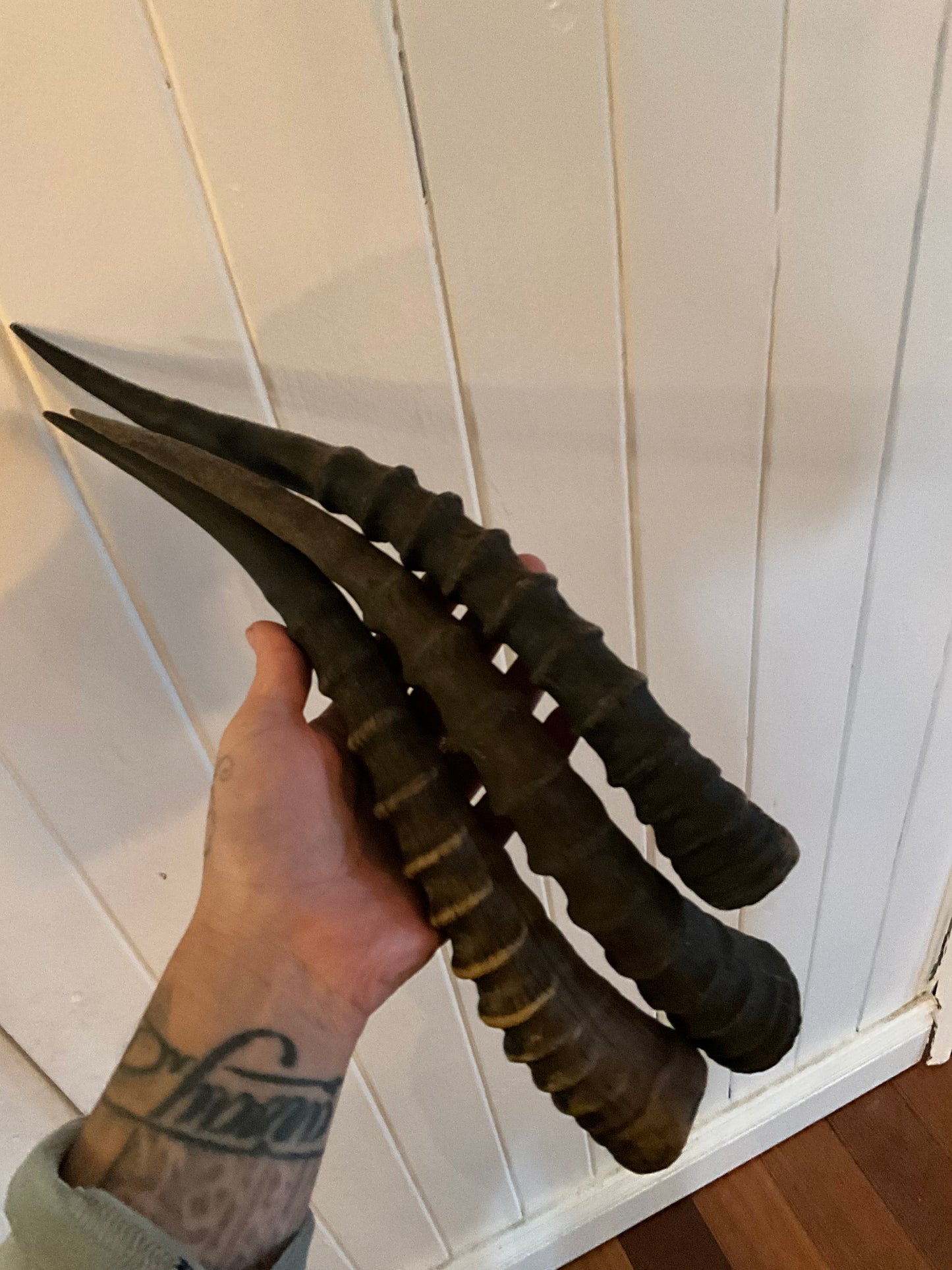 Blesbok horn