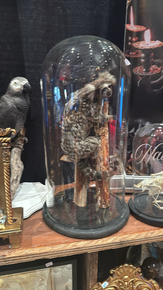 Taxidermy marmoset in glass dome.