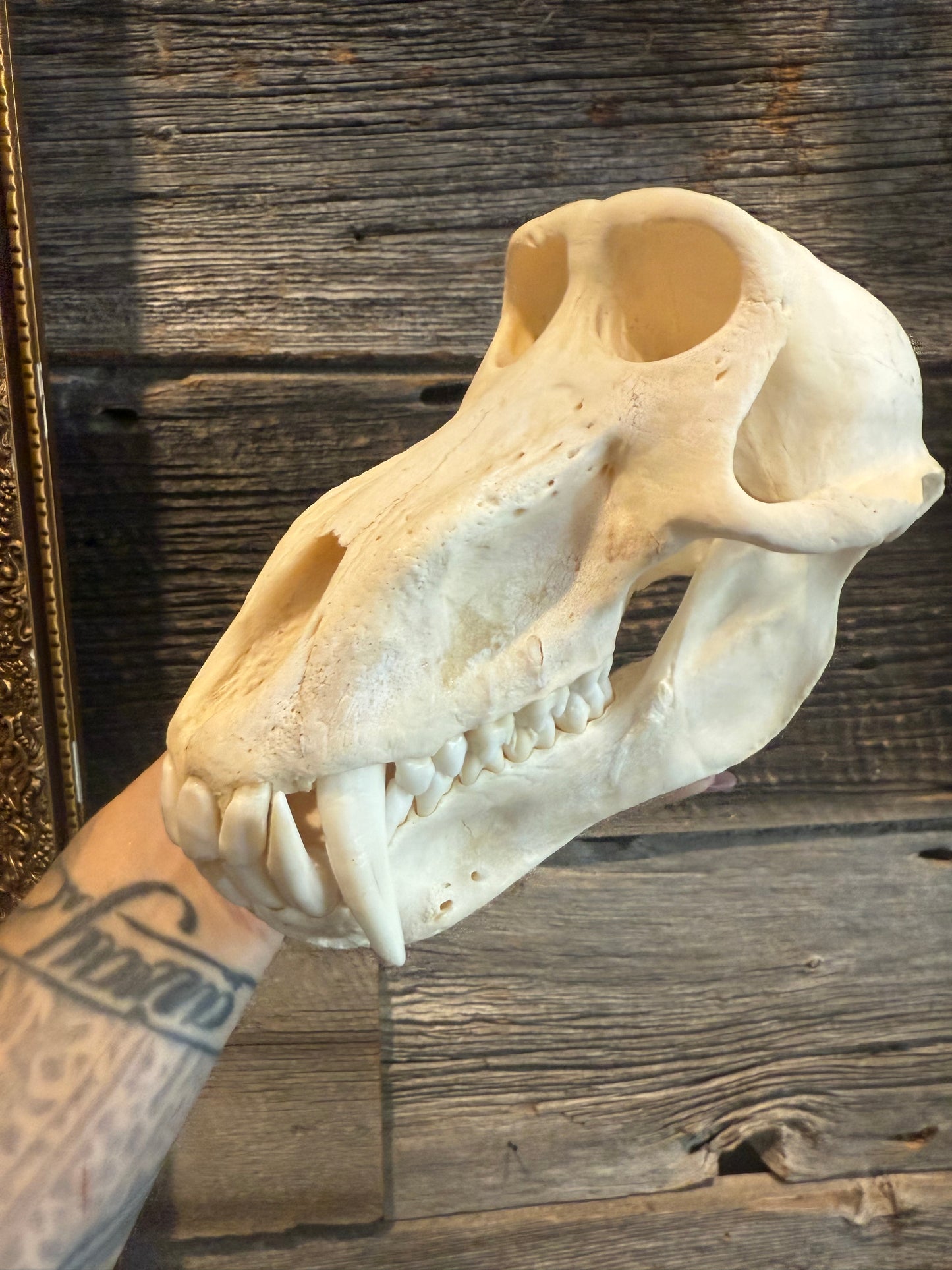 Mâle baboon skull