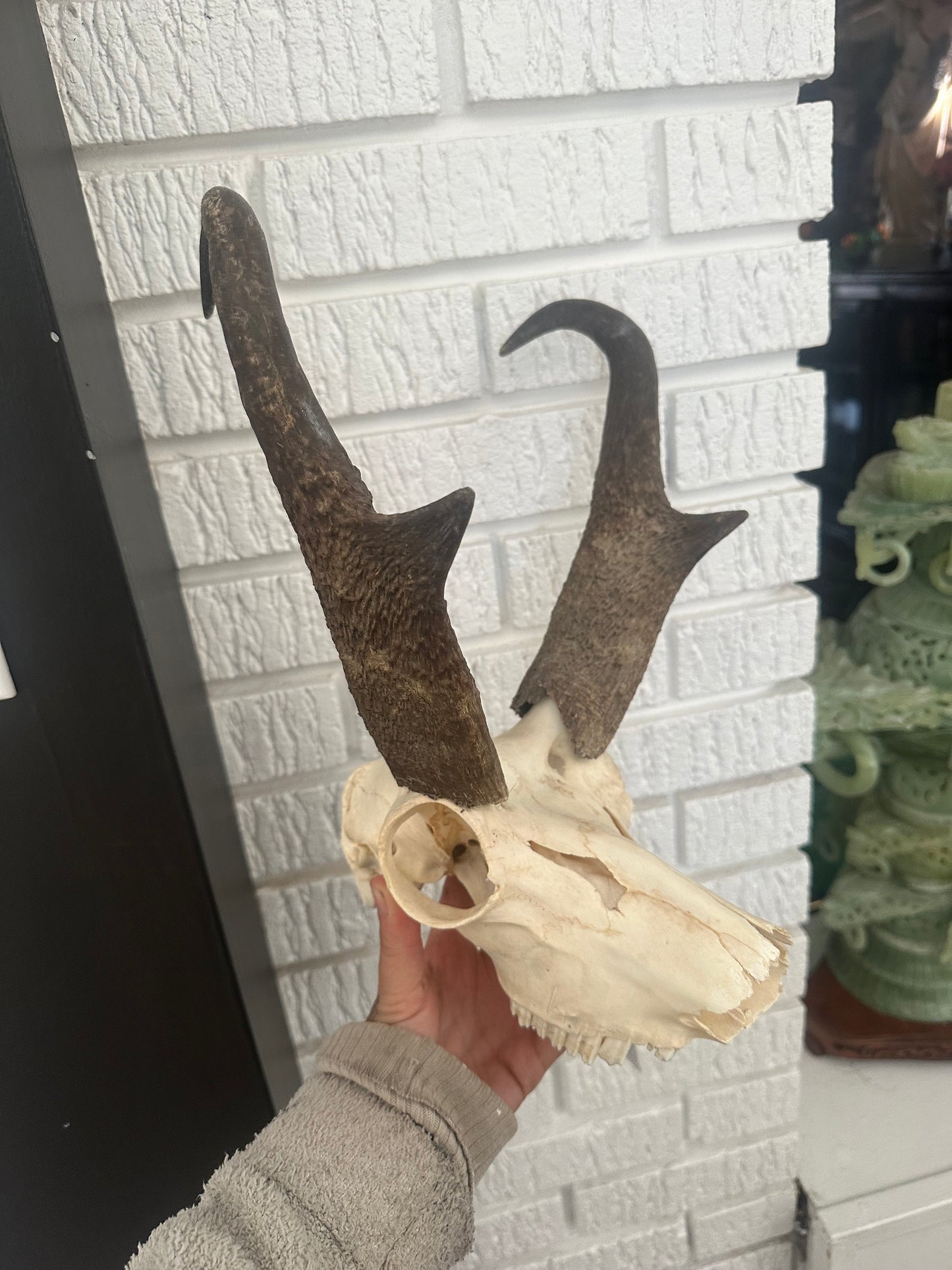 Pronghorn skull