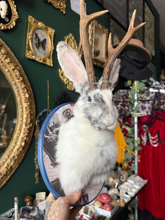 Jackalope taxidermy mount