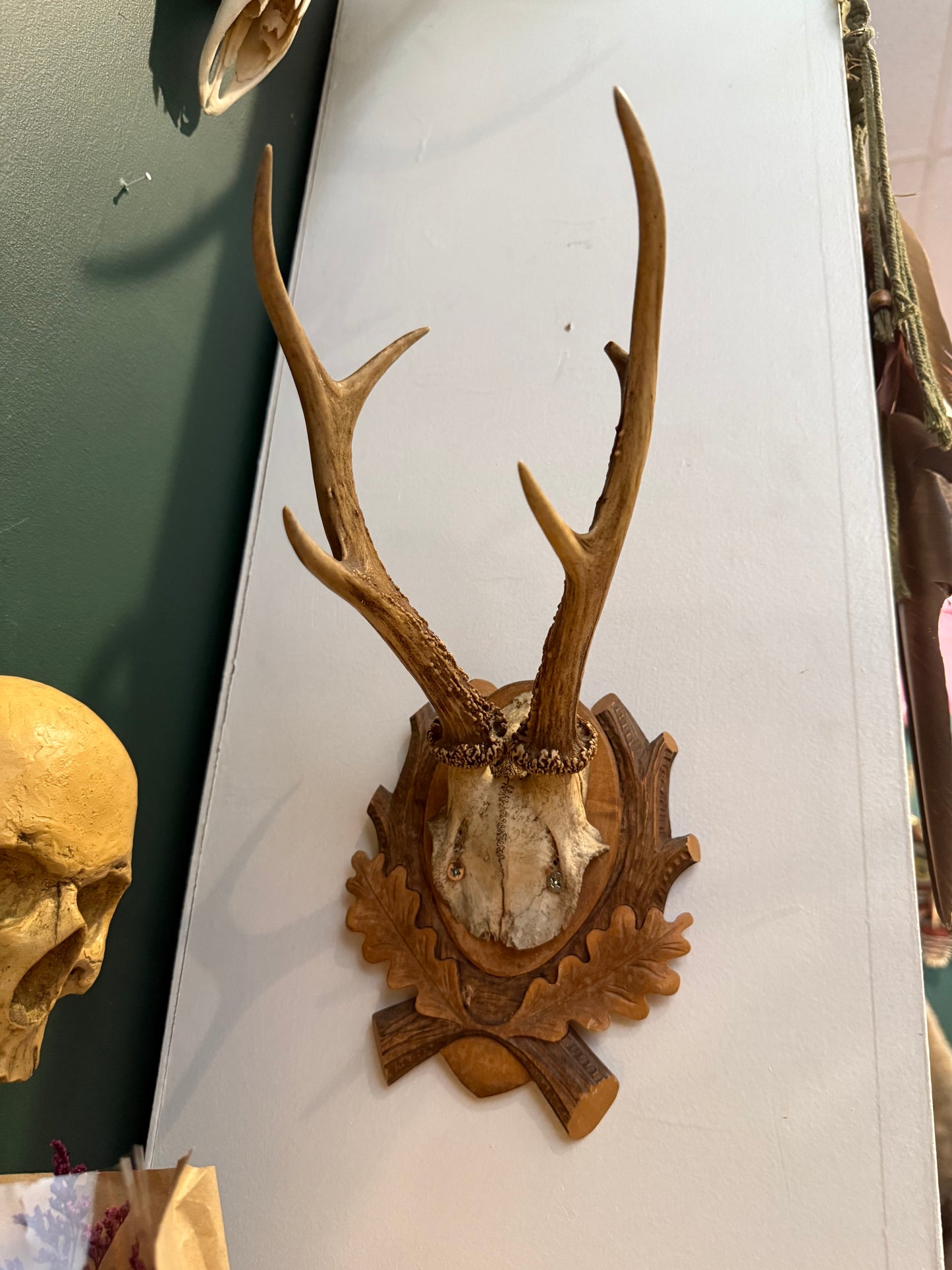 Antique roe deer antler with plate