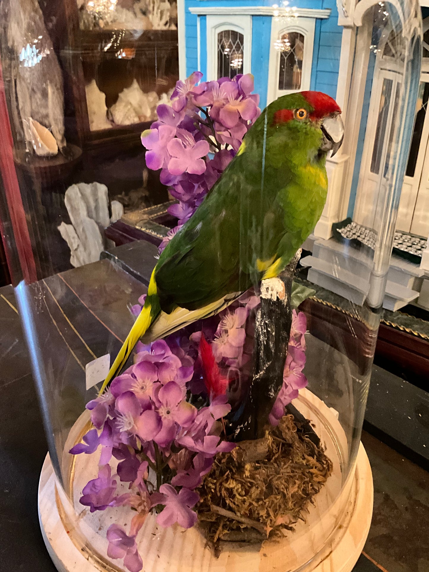 Kakariki Taxidermy bird in dôme
