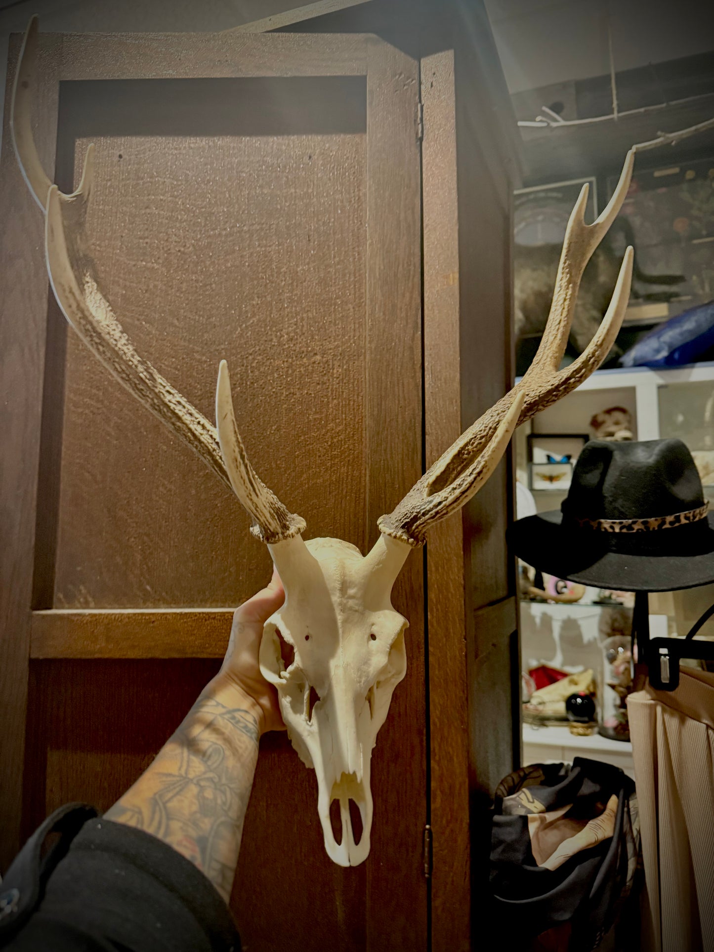 Sika deer