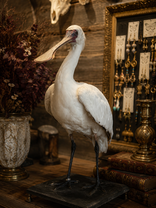 Spoonbill Taxidermy