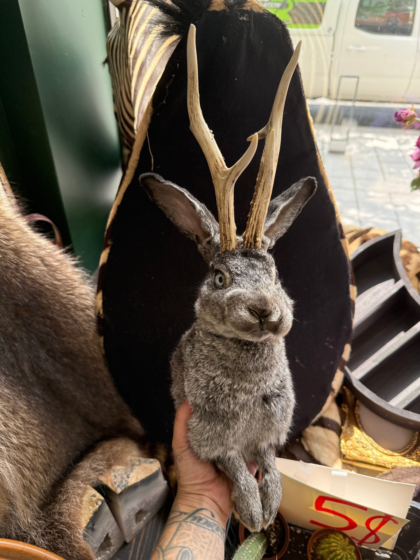 Jackalope taxidermy