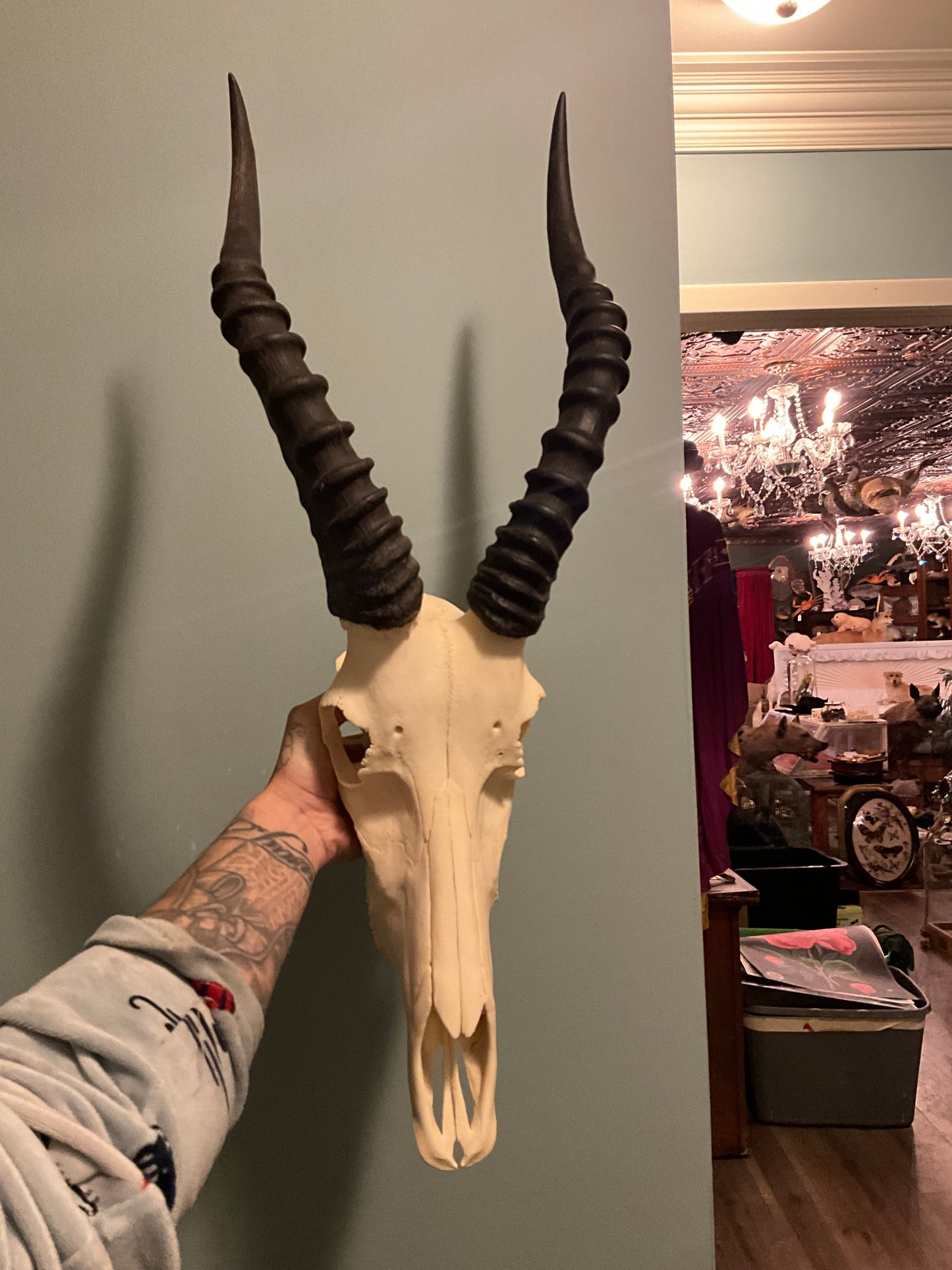 Blesbok skull