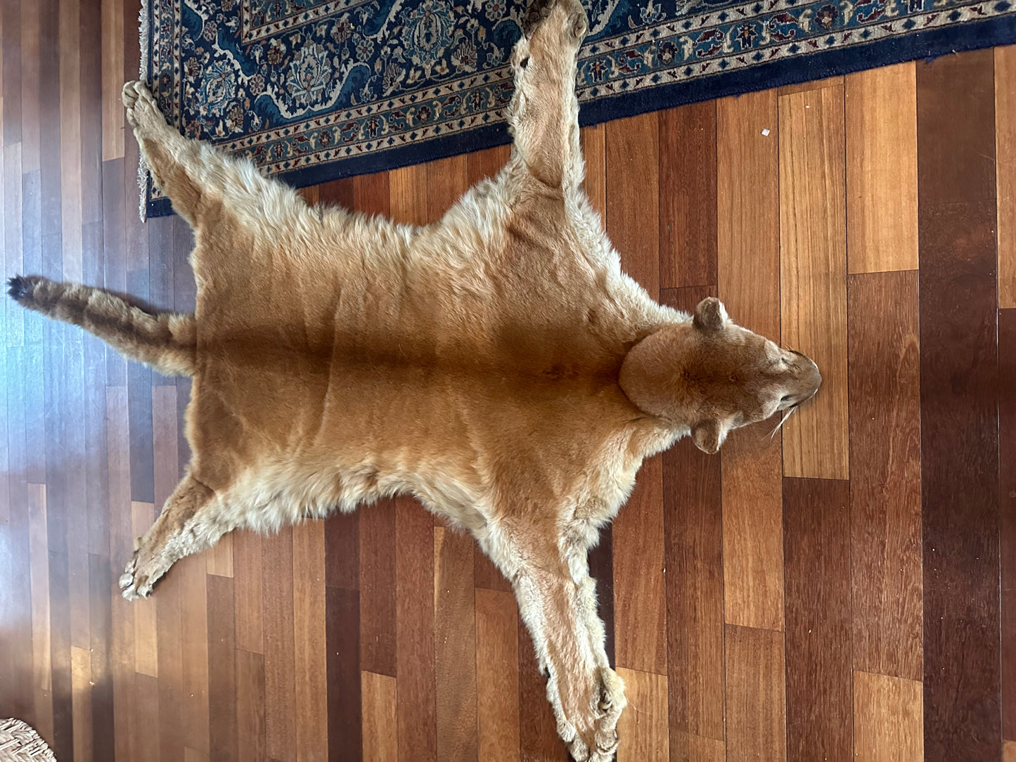 Cougar pelt