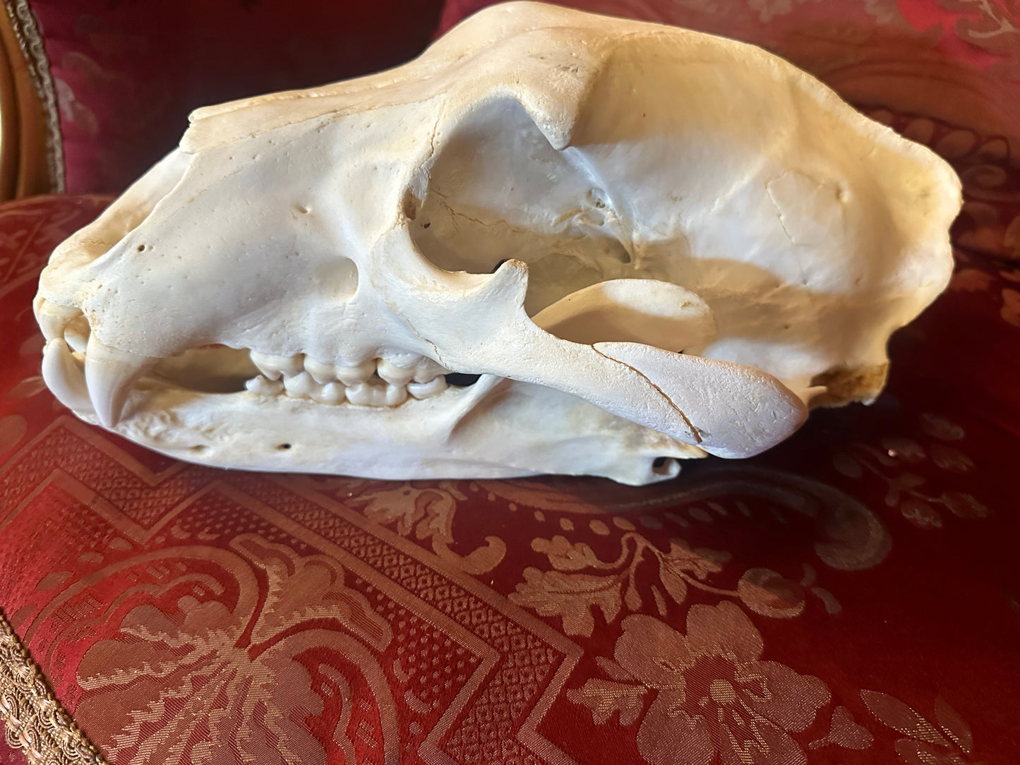 Polar bear skull 14 inch’s