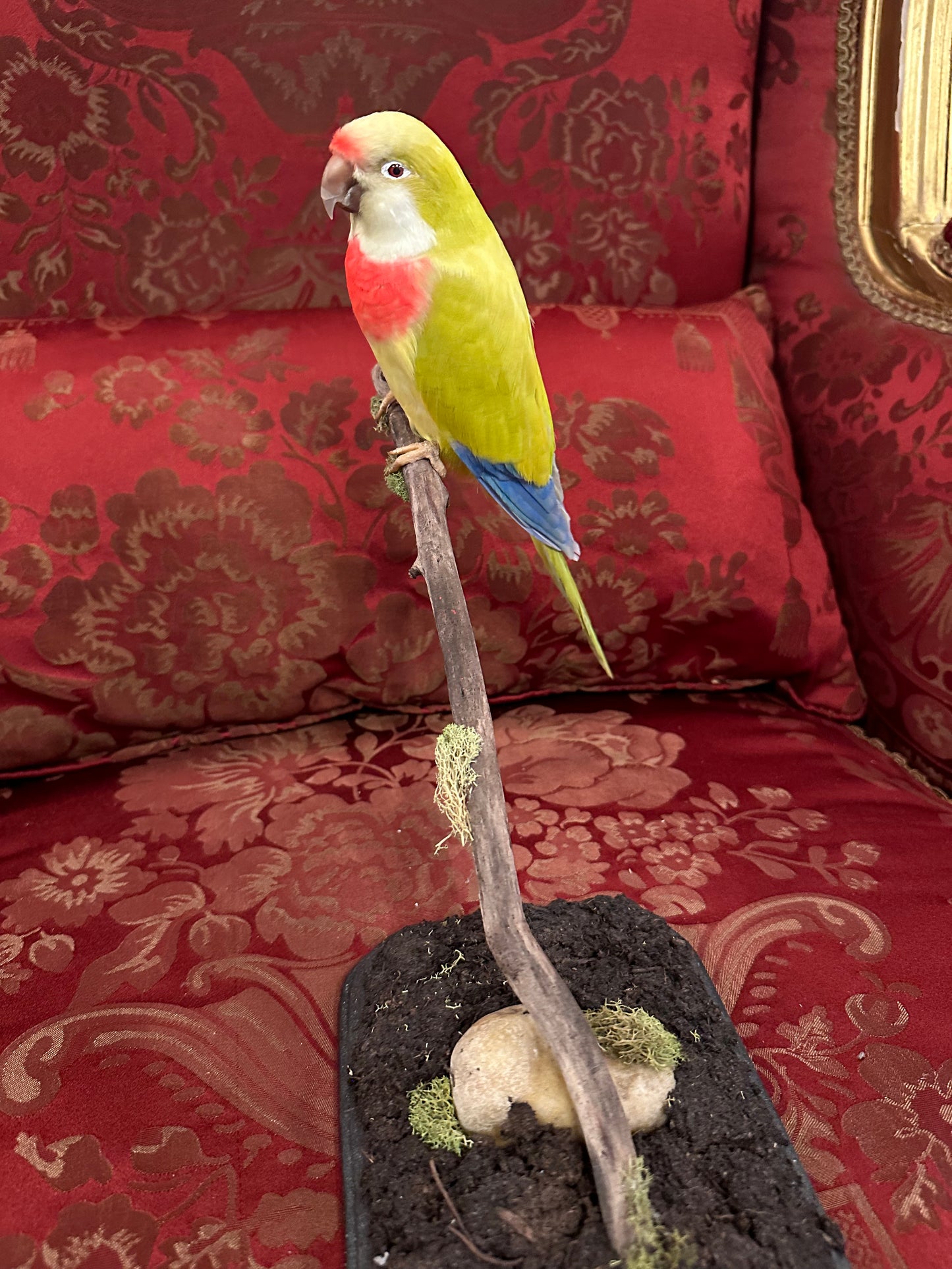 Karikiki taxidermy