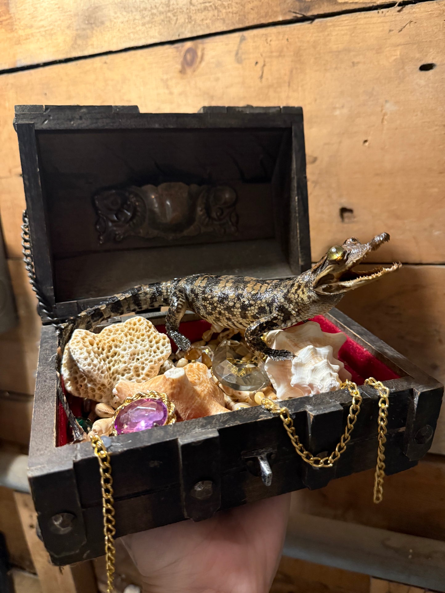 Treasure chest crocodile