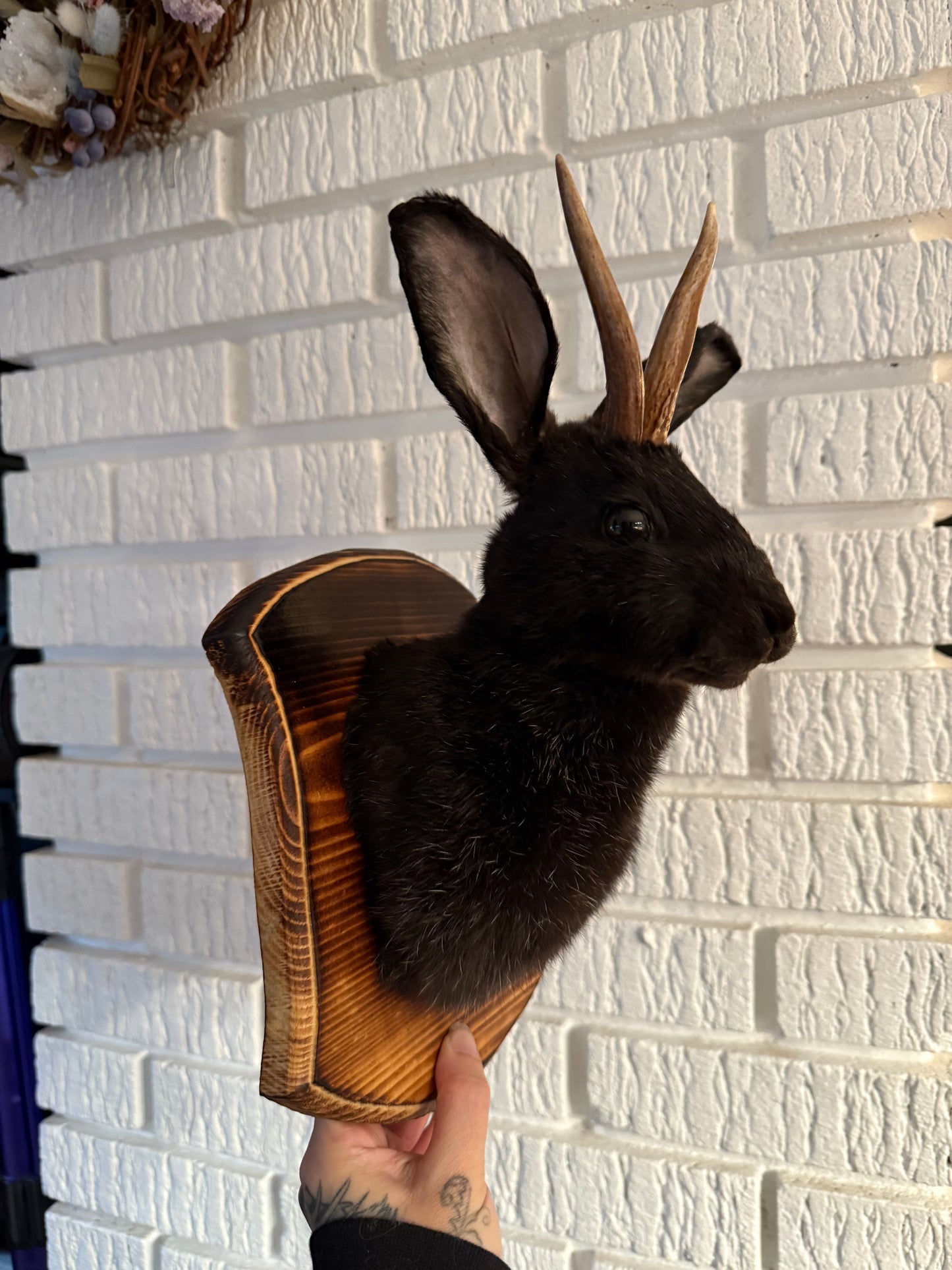 Jackalope taxidermy