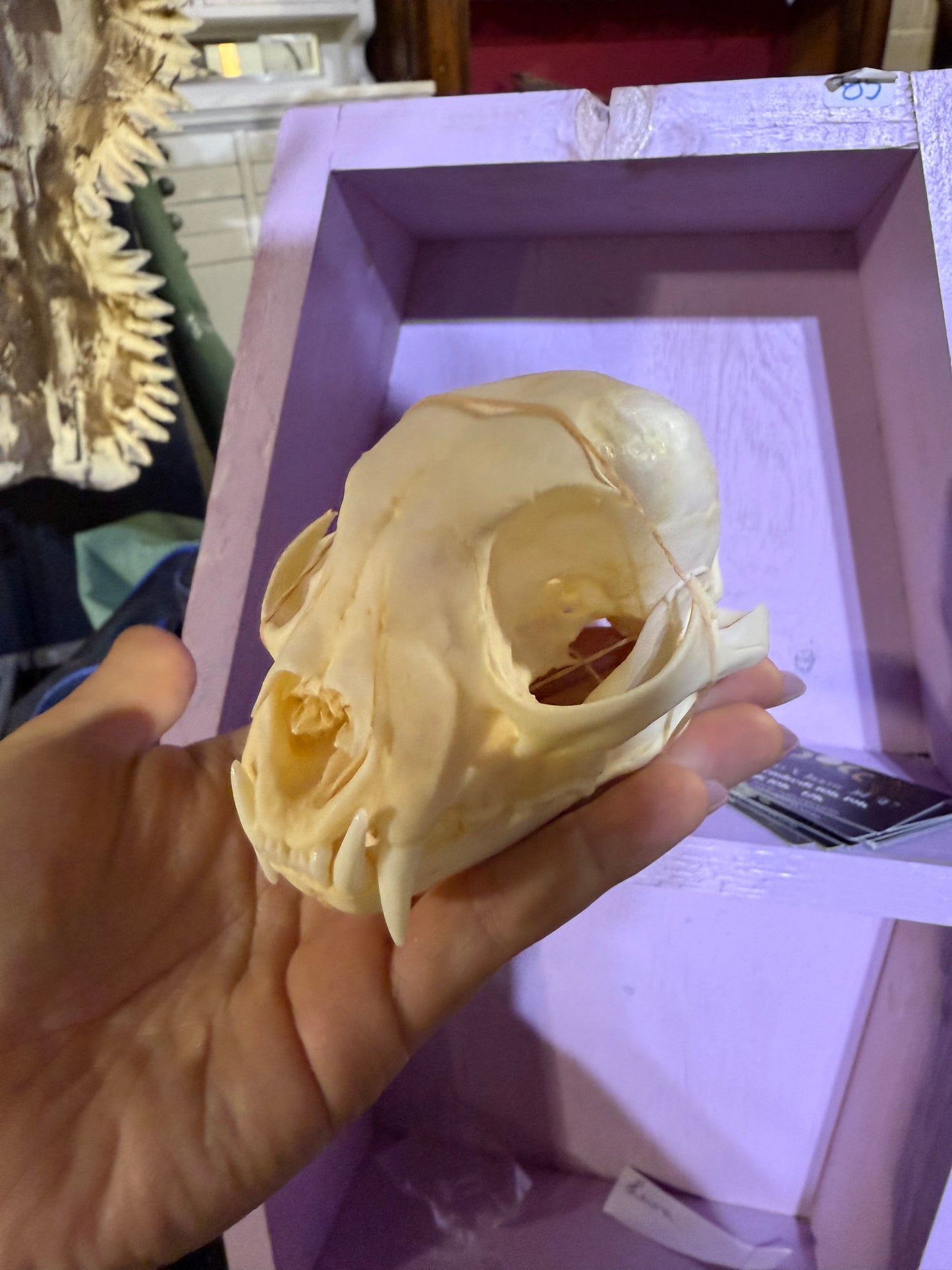 Lynx skull grade A
