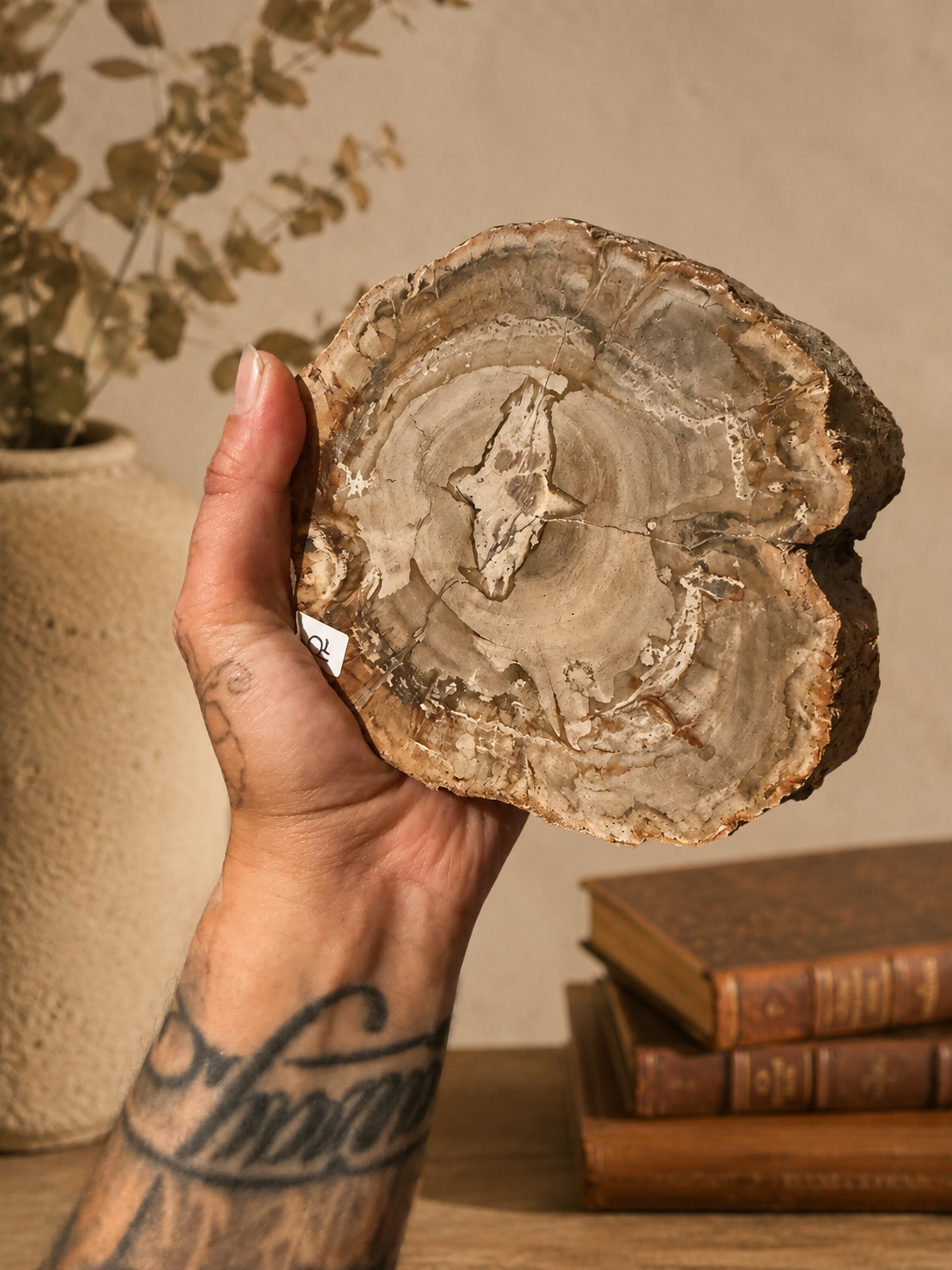 Large pétrified Wood