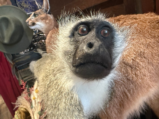 Vervet monkey full moult