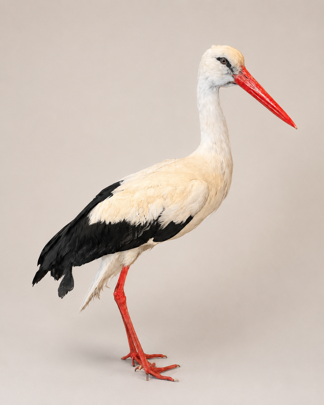 Taxidermy White stork + 1meter talk