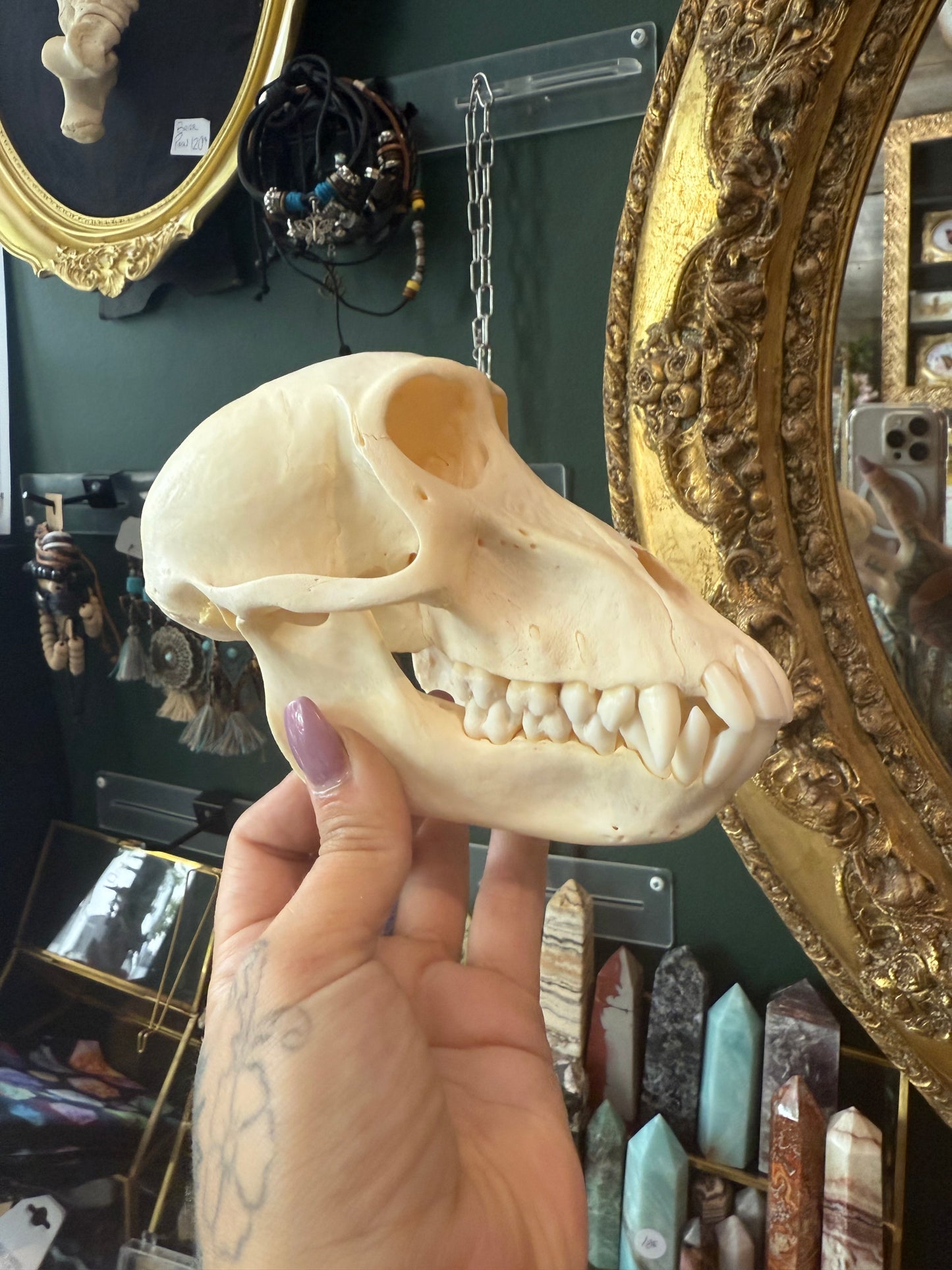 Female baboon skull