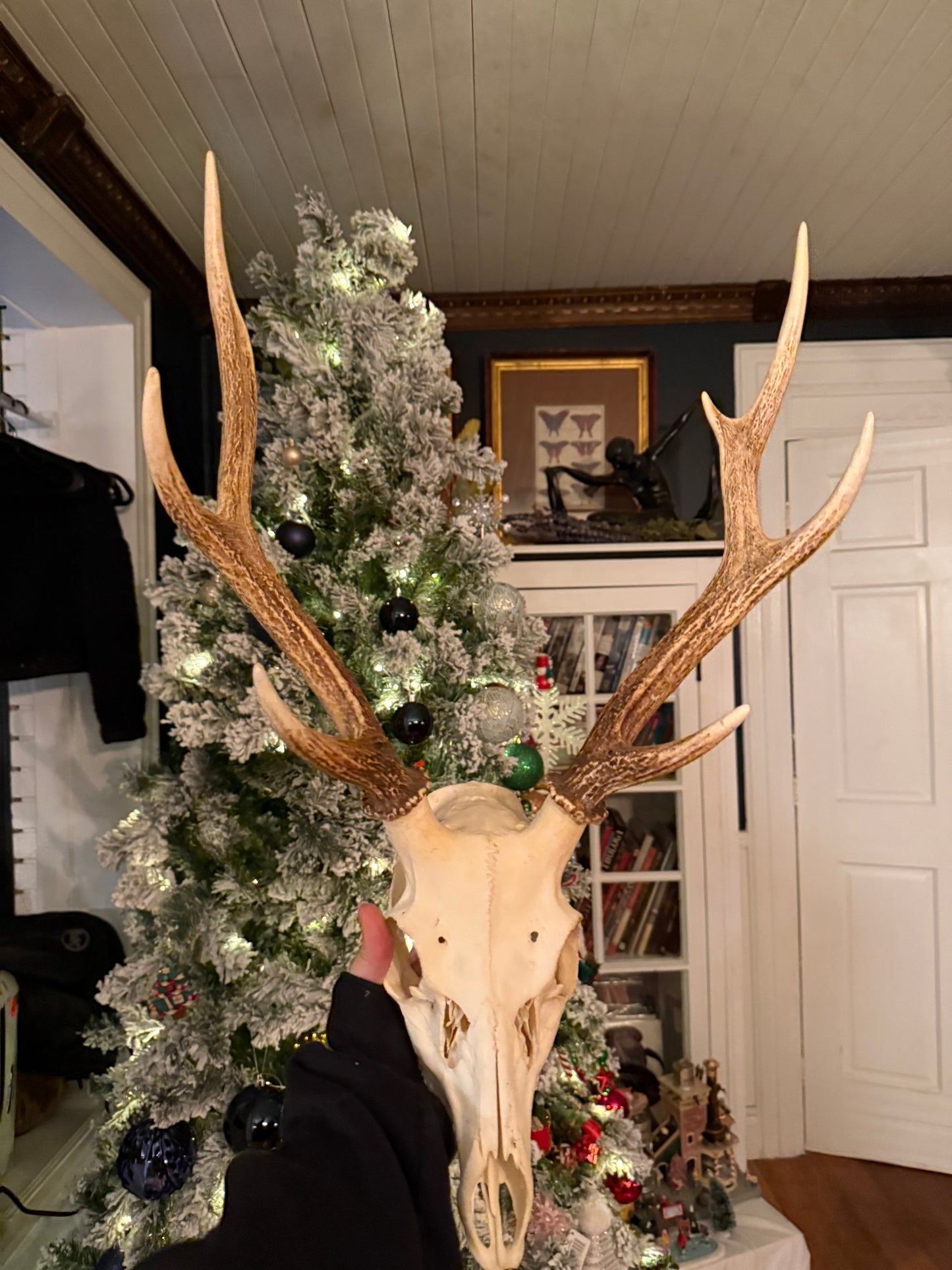 Large sika deer skull