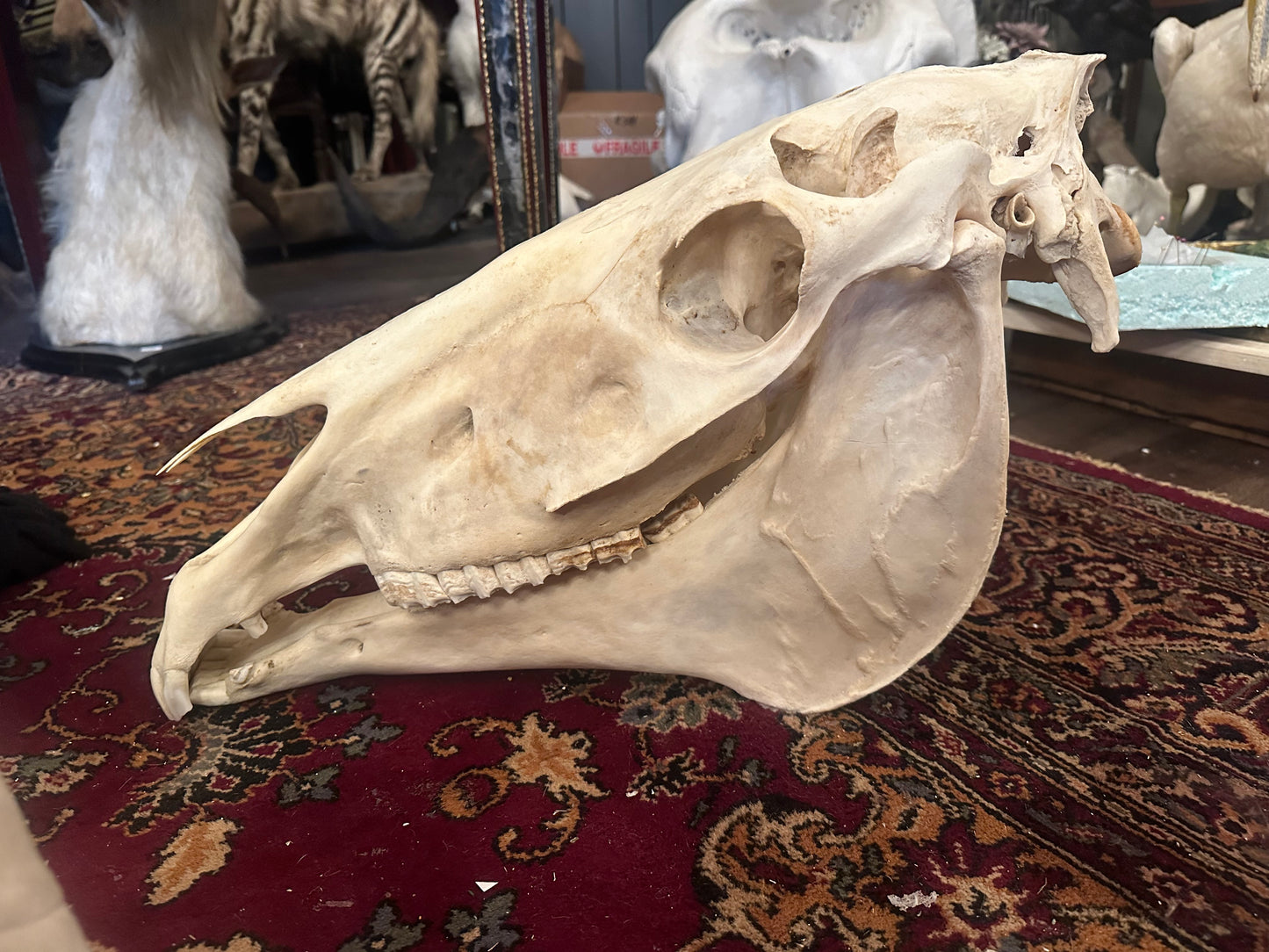 Horse skull