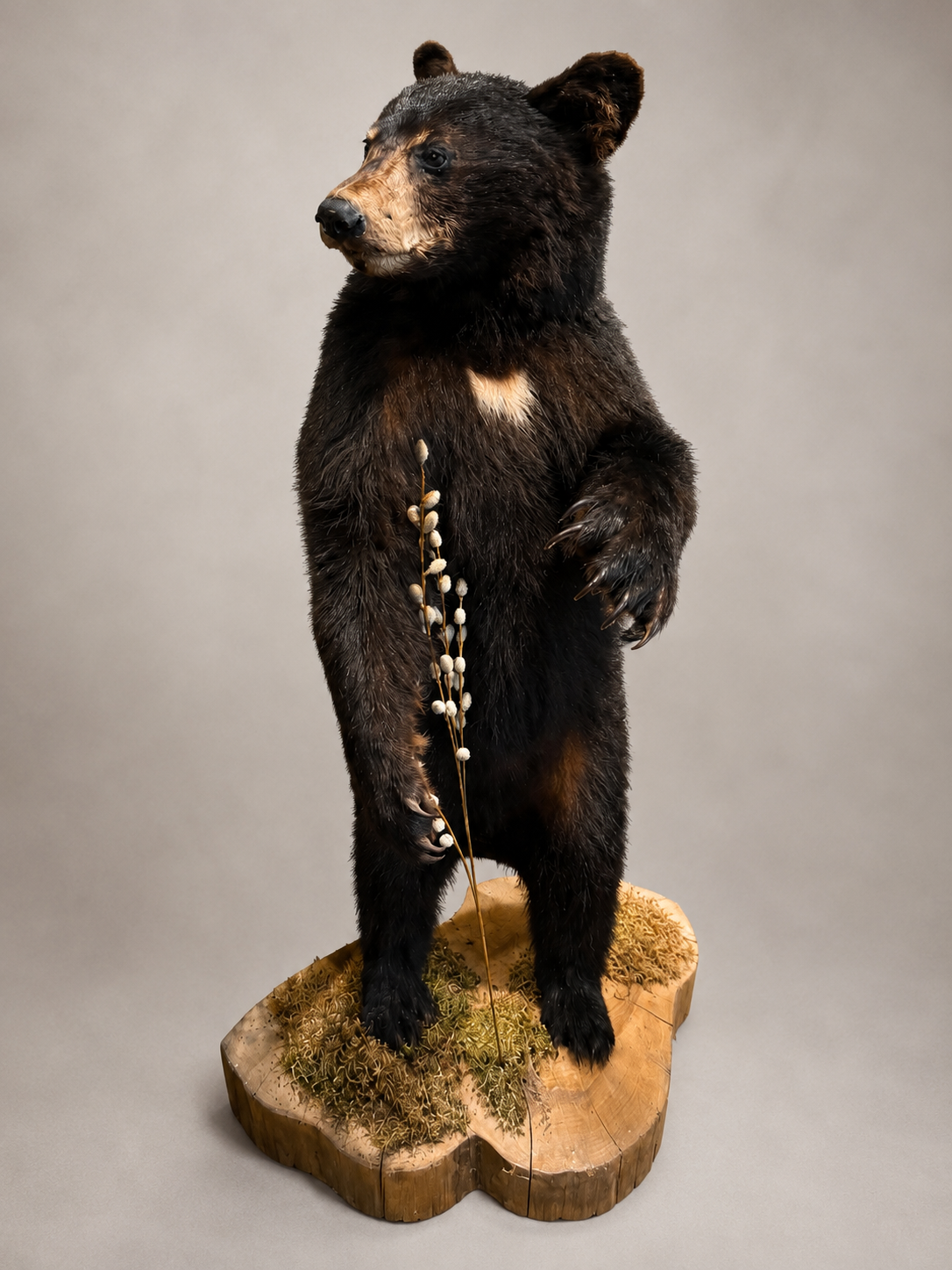 Young Bear full mount Taxidermy