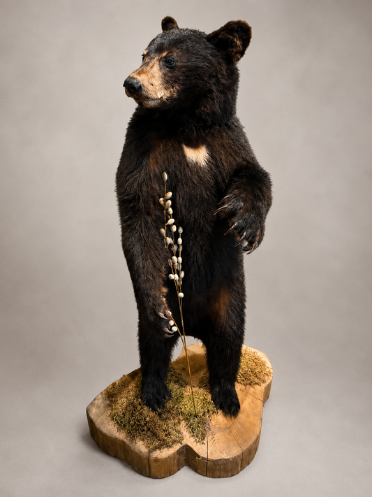 Young Bear full mount Taxidermy