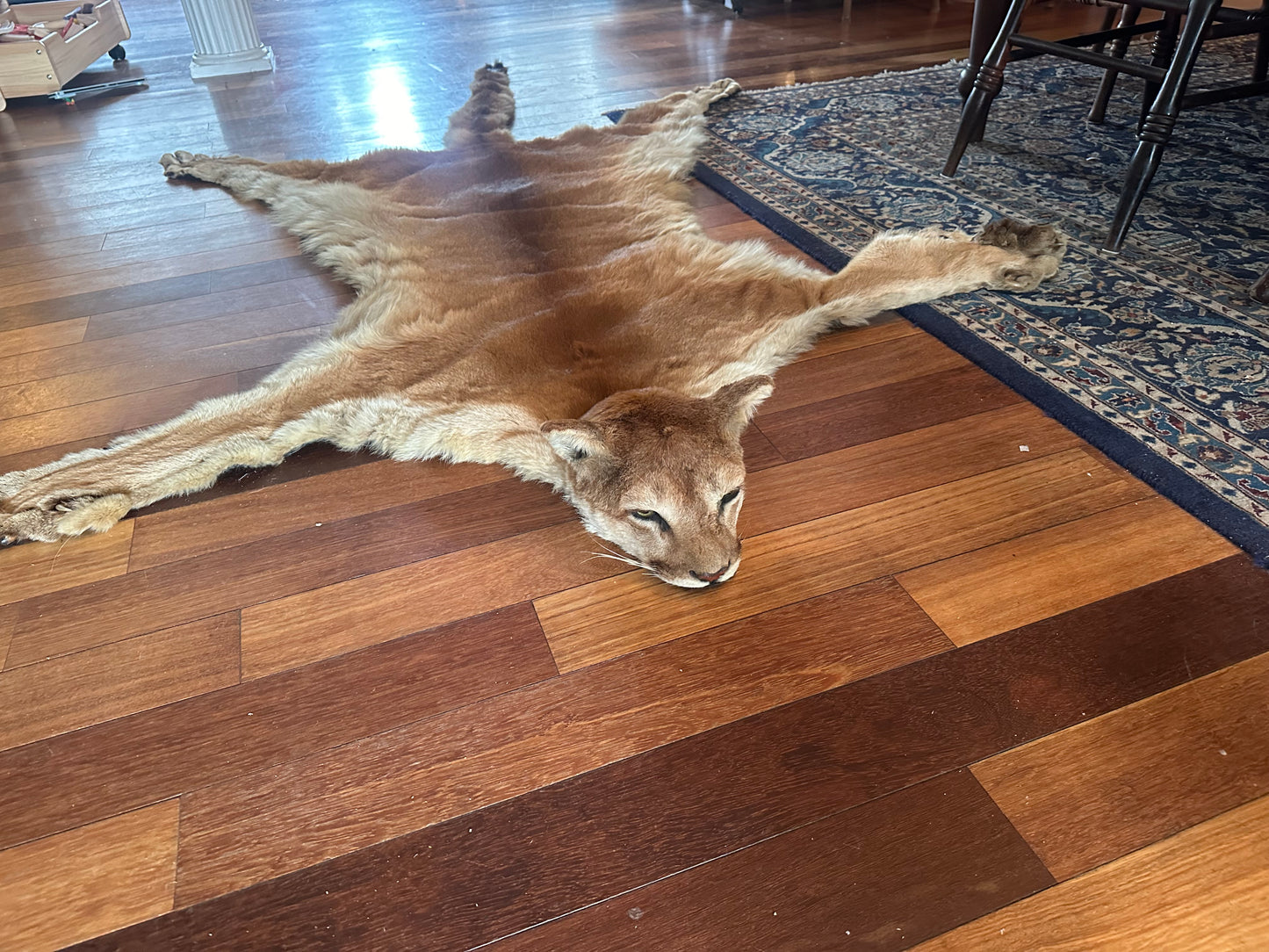 Cougar pelt
