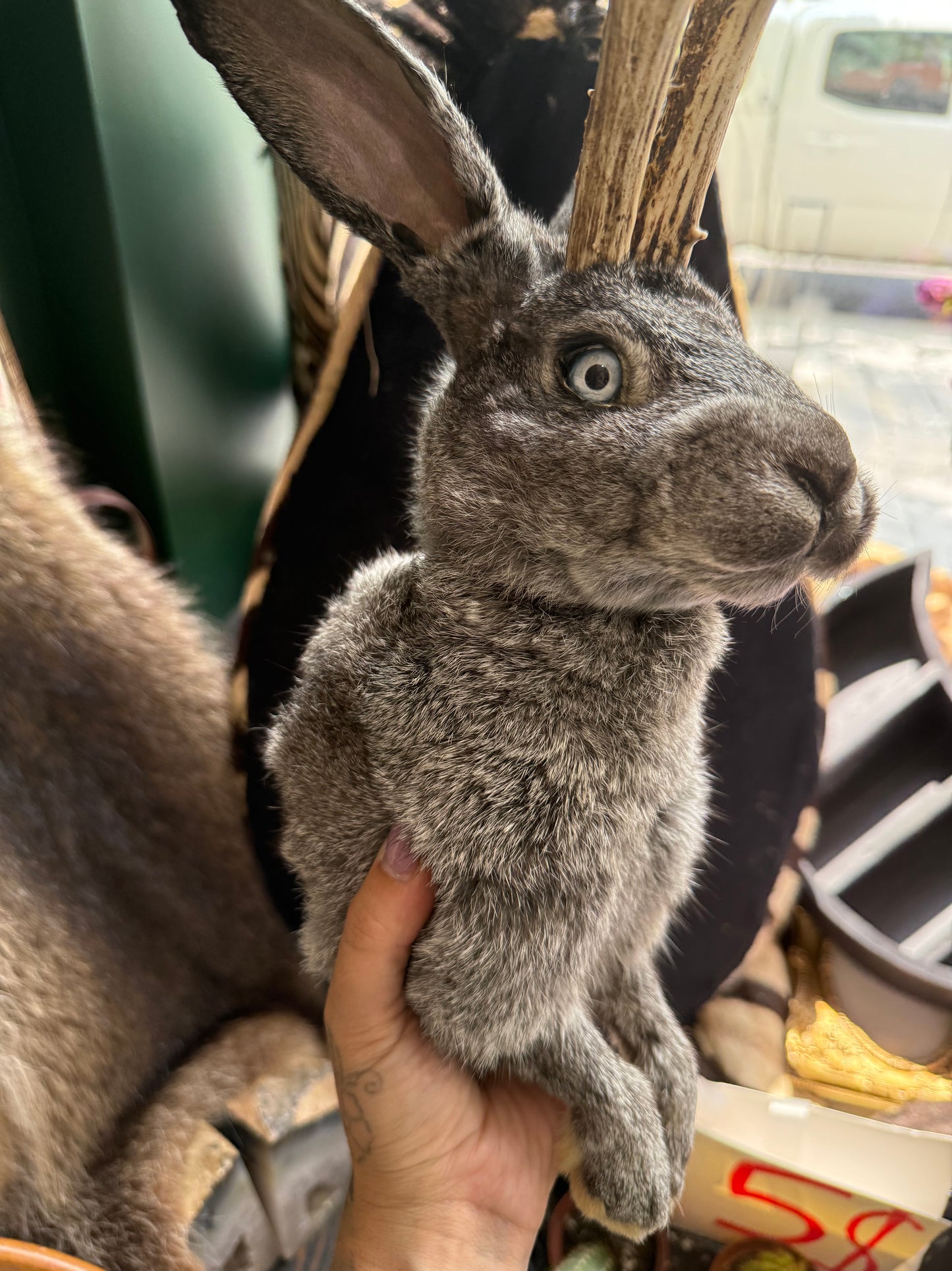 Jackalope taxidermy