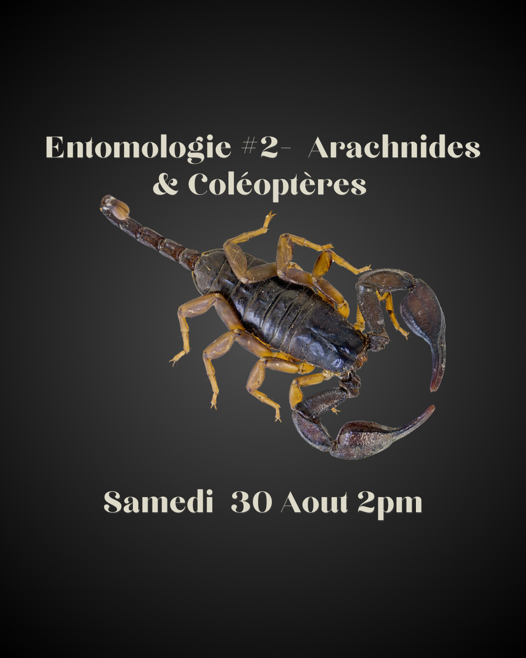 Atelier entomologie #2 - Arachnides